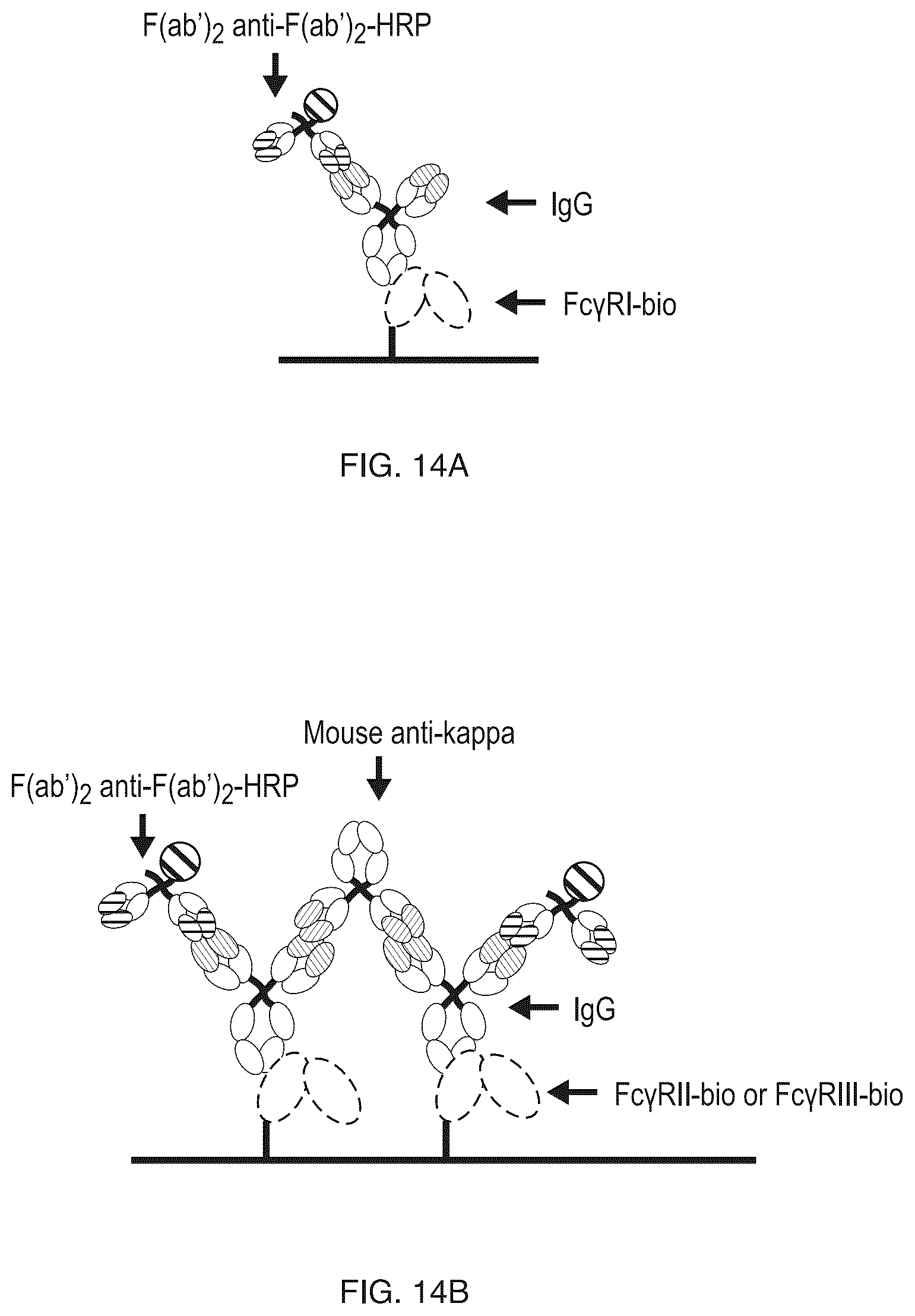 Patent US12304957 Figure 20 – Anti-CD161 antibodies and uses thereof