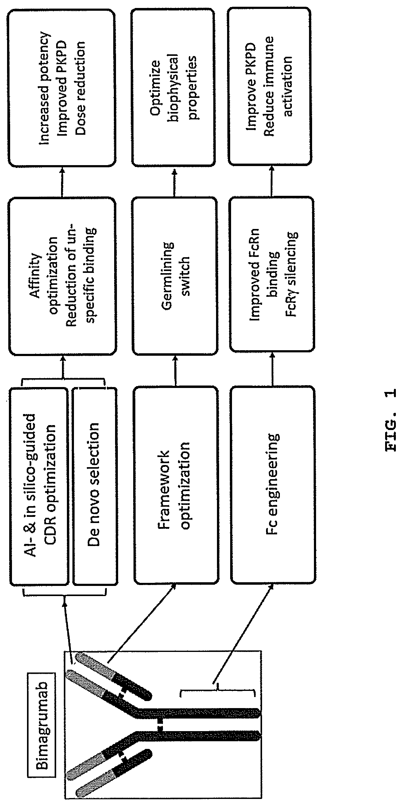 Patent US12304958 Figure 1 – Antibodies targeting ActRIIA and ActRIIB