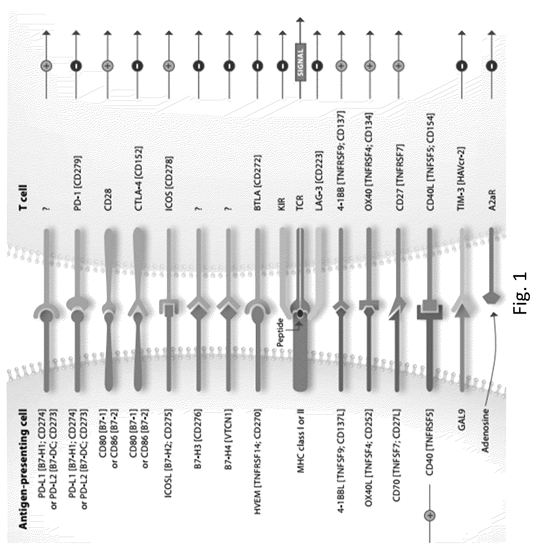 Patent US12304961 Figure 1 – PD-L1 and OX40 binding proteins for cancer regulation