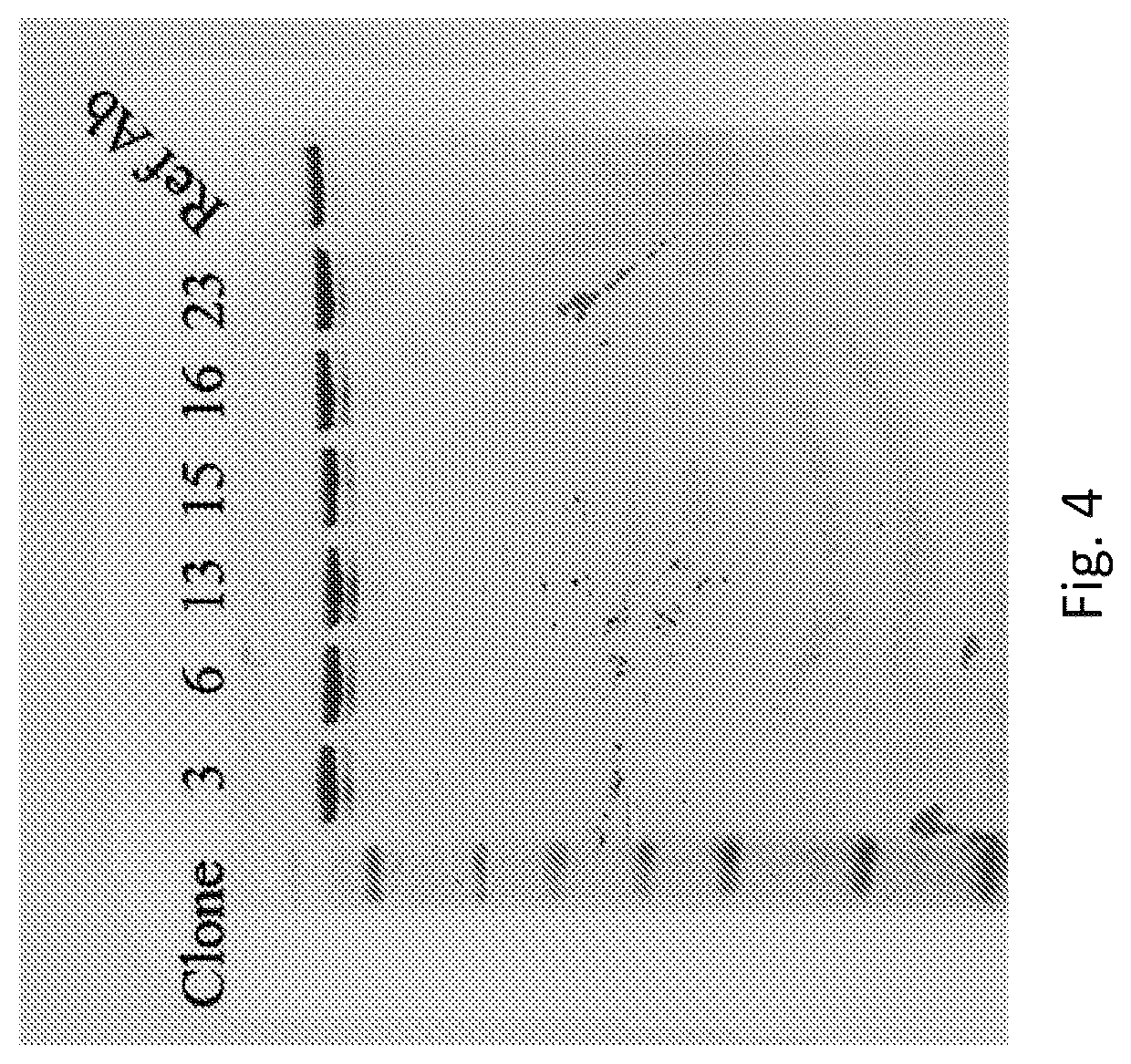 Patent US12304961 Figure 4 – PD-L1 and OX40 binding proteins for cancer regulation