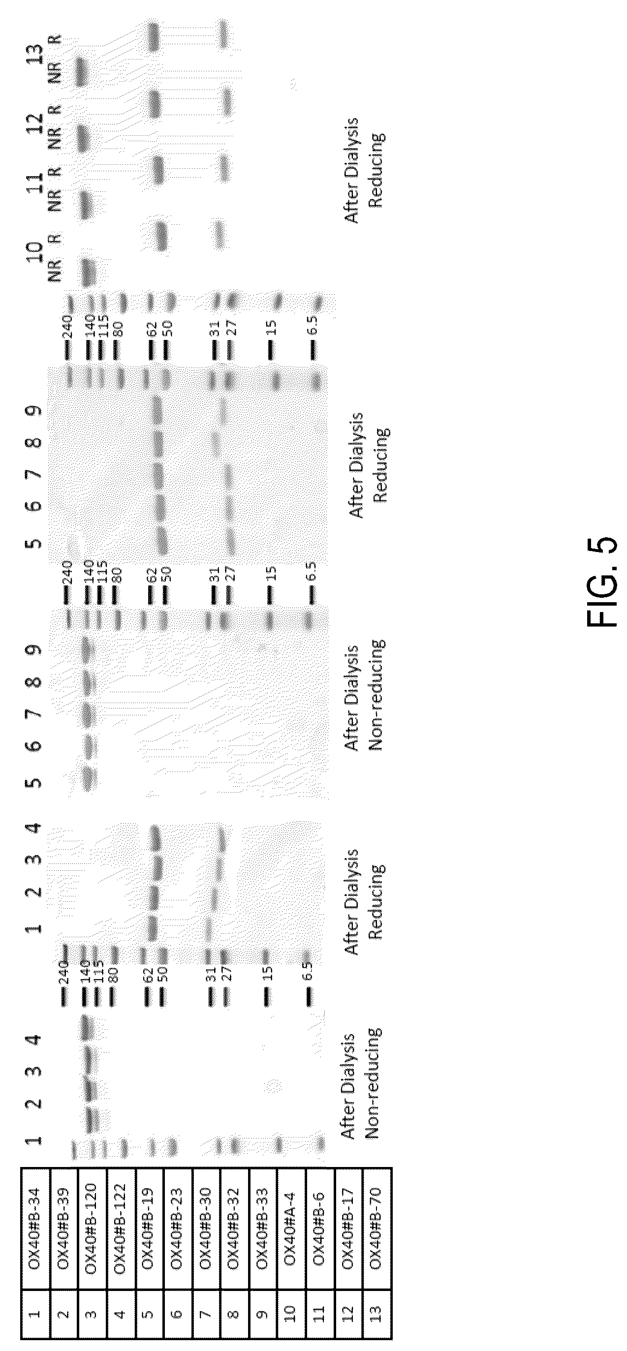 Patent US12304961 Figure 5 – PD-L1 and OX40 binding proteins for cancer regulation