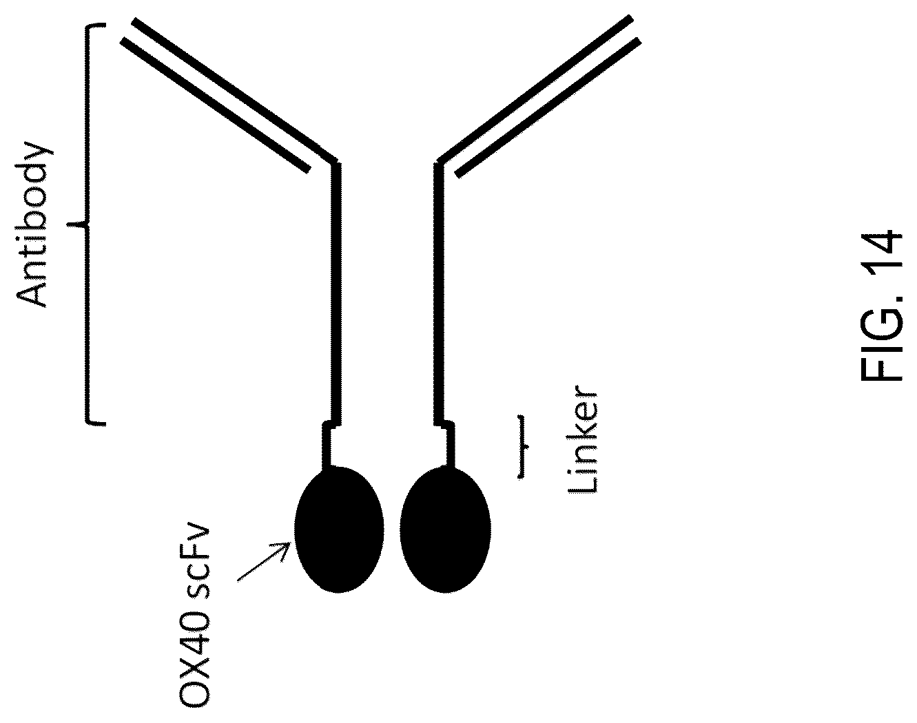 Patent US12304961 Figure 16 – PD-L1 and OX40 binding proteins for cancer regulation