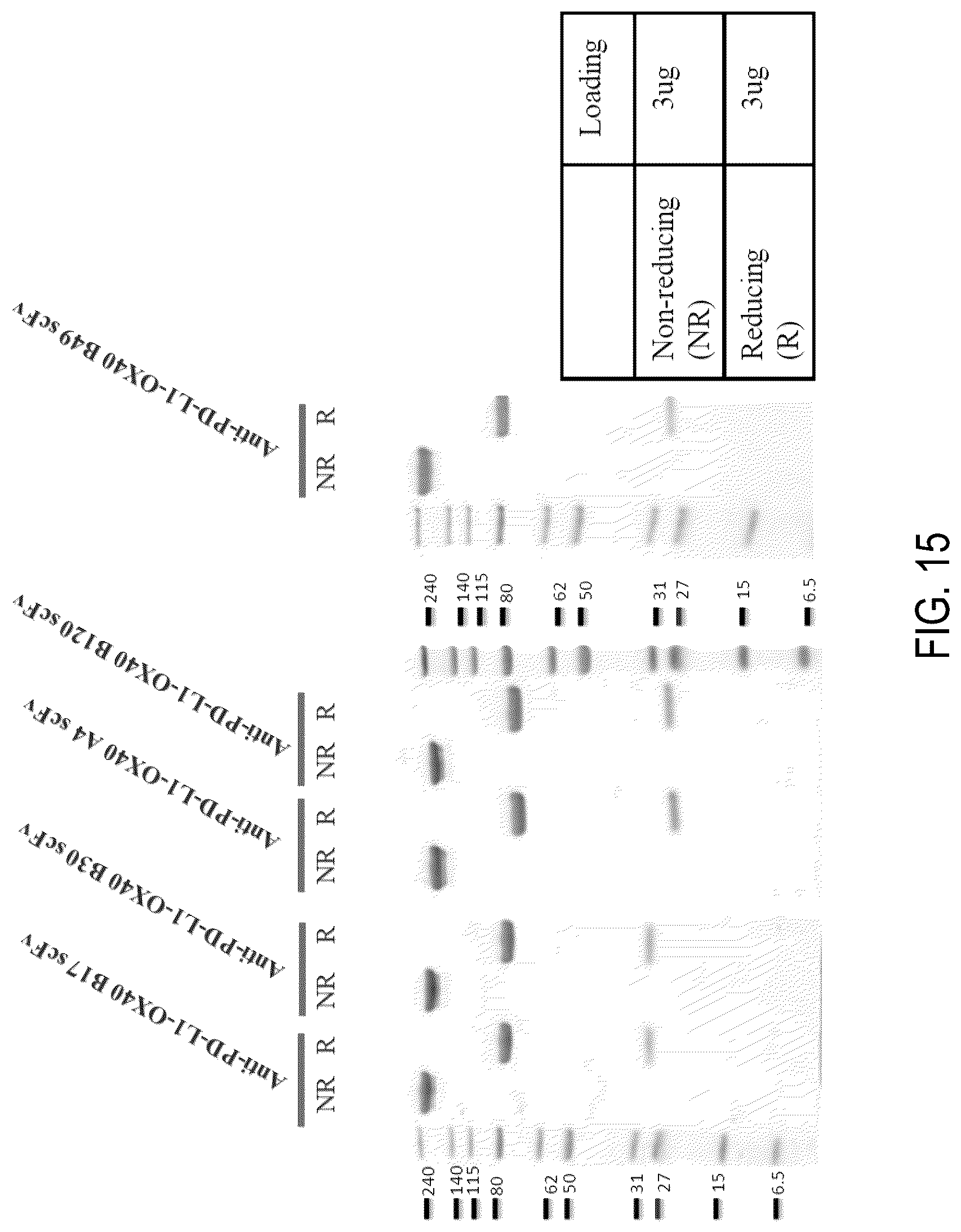 Patent US12304961 Figure 17 – PD-L1 and OX40 binding proteins for cancer regulation