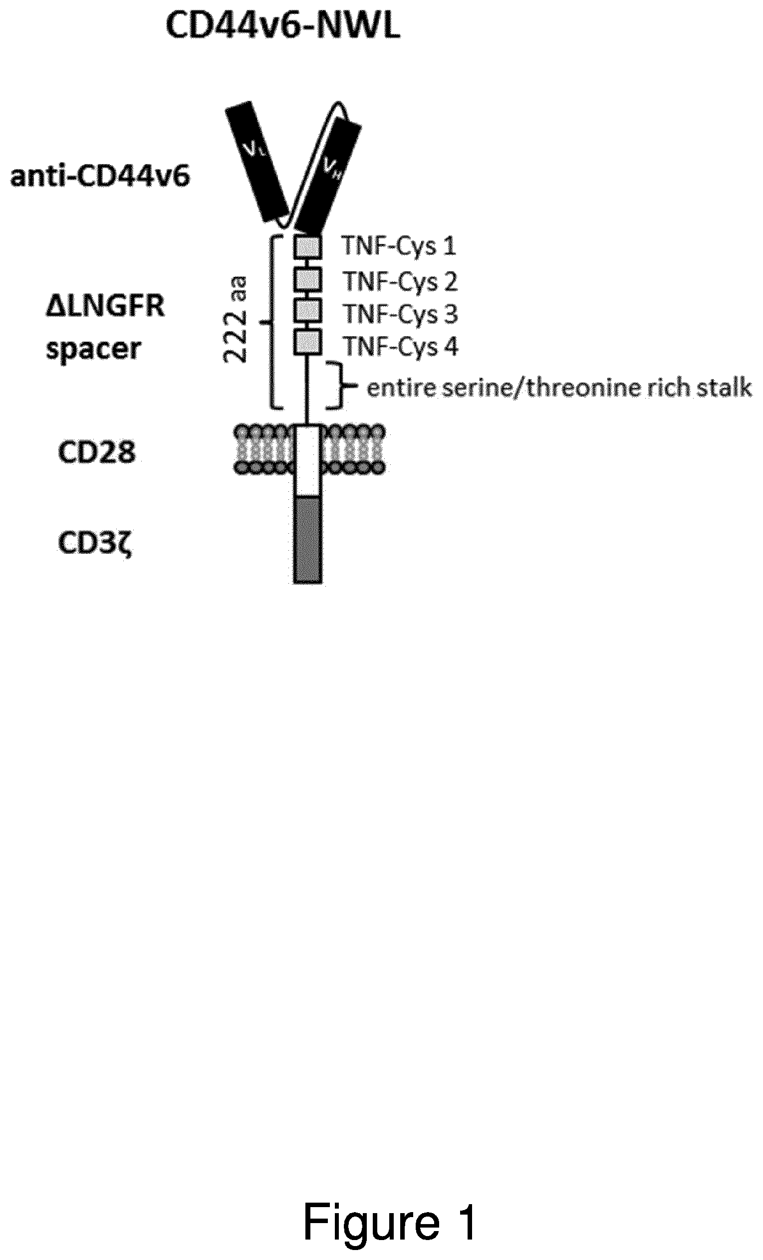 Patent US12304962 Figure 1 – CAR NK cells