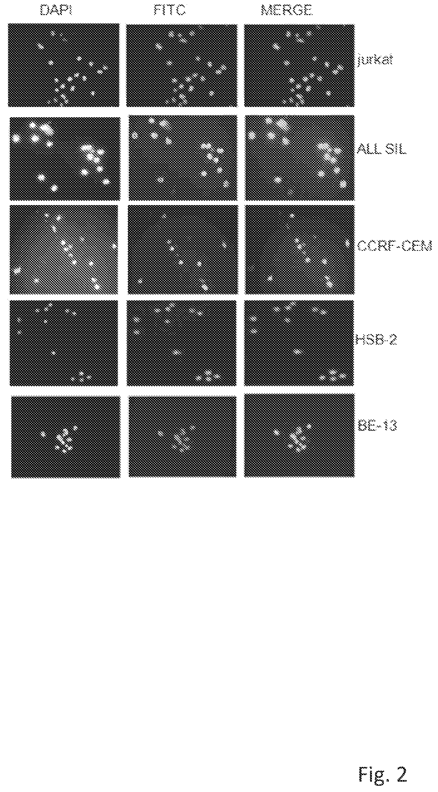 Patent US12304963 Figure 2 – Antibody complex and uses thereof