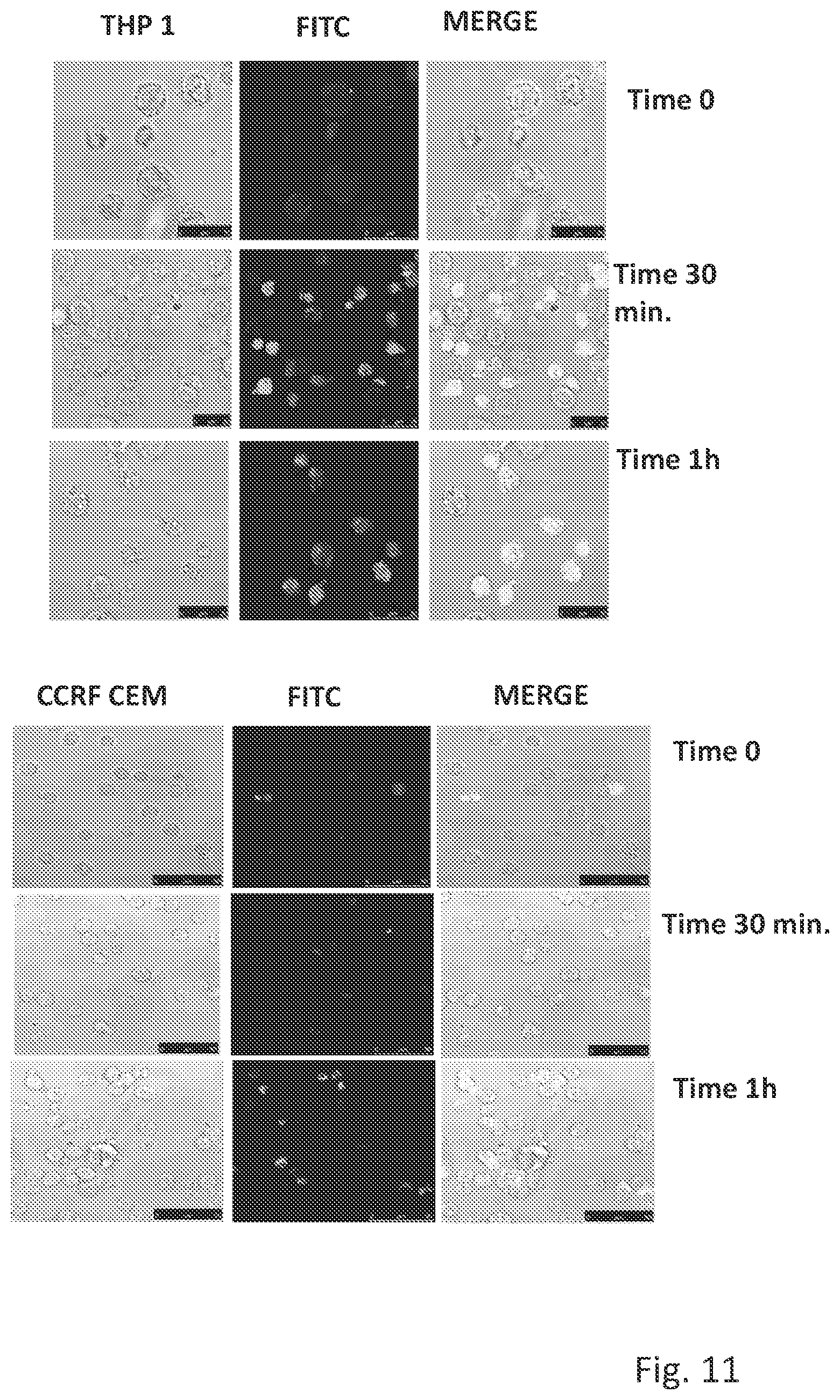 Patent US12304963 Figure 11 – Antibody complex and uses thereof