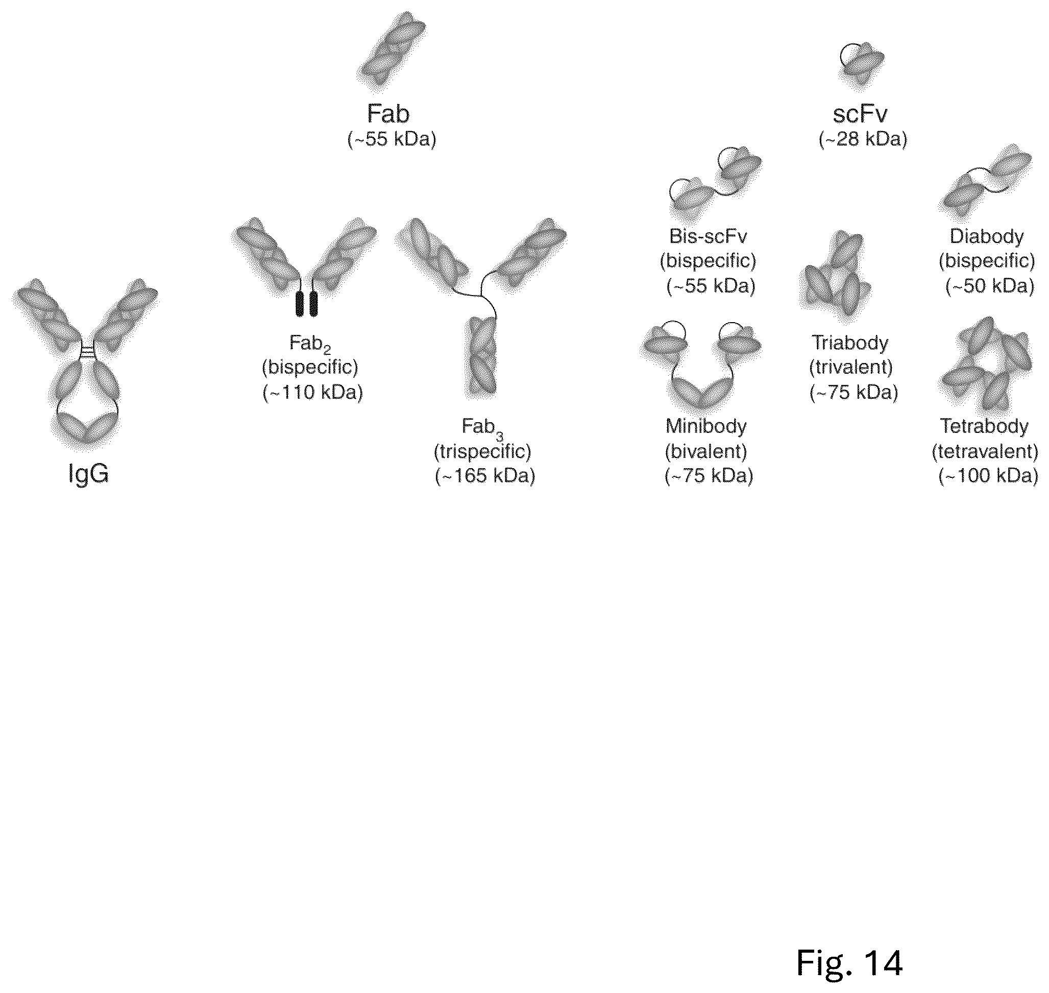 Patent US12304963 Figure 14 – Antibody complex and uses thereof
