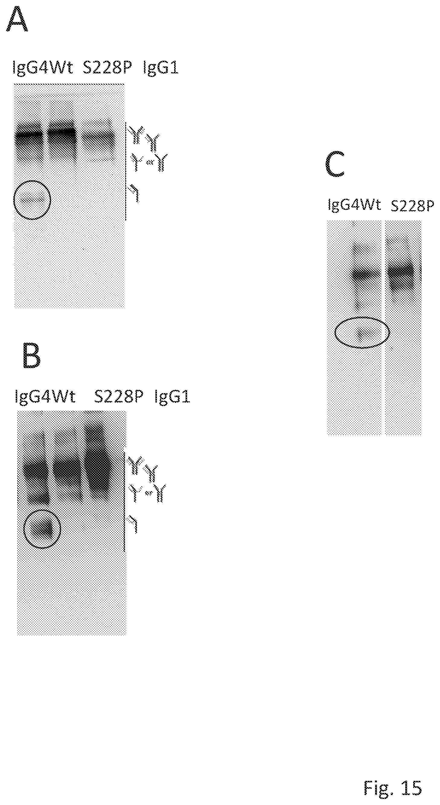 Patent US12304963 Figure 15 – Antibody complex and uses thereof