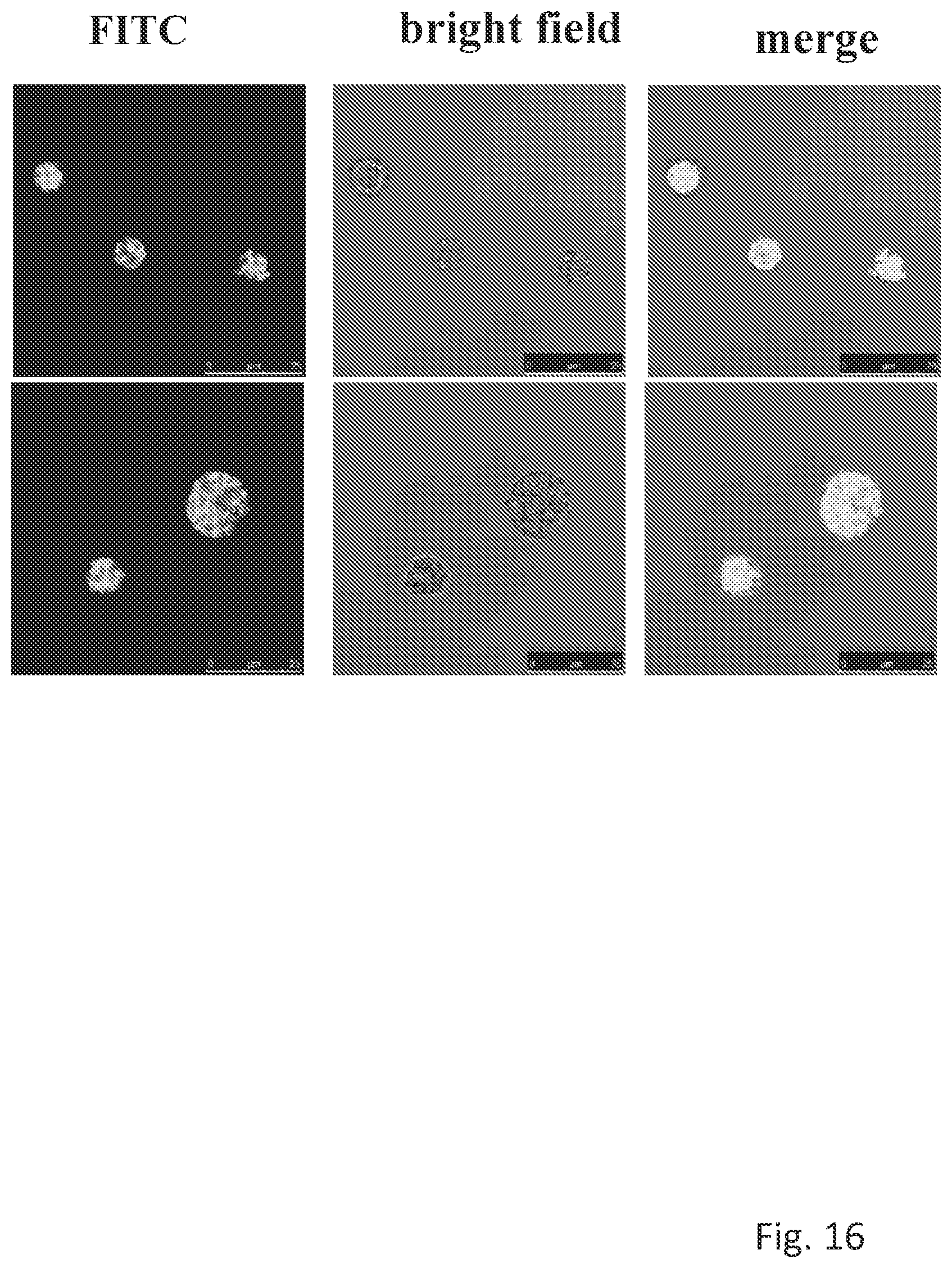Patent US12304963 Figure 16 – Antibody complex and uses thereof