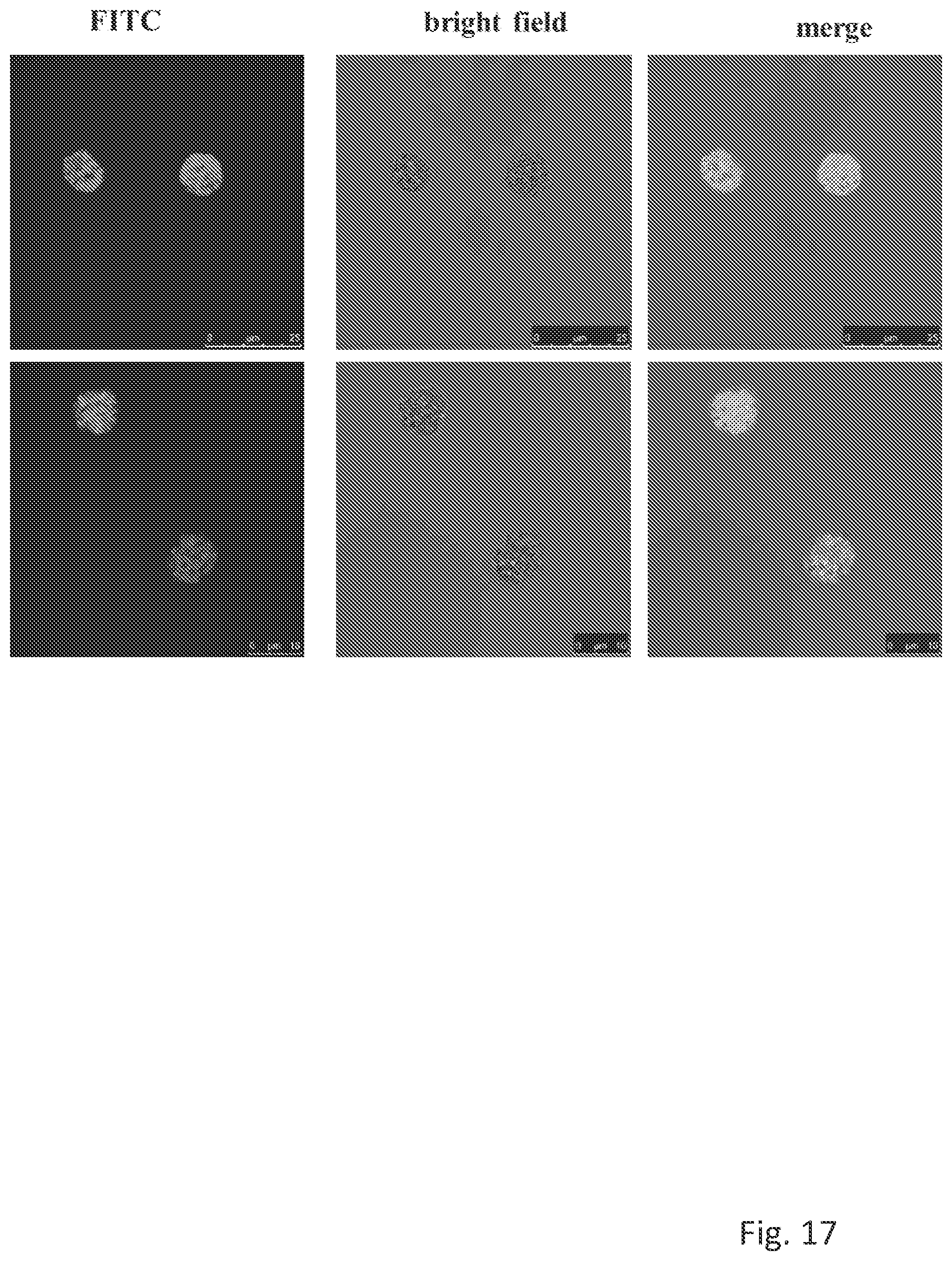 Patent US12304963 Figure 17 – Antibody complex and uses thereof