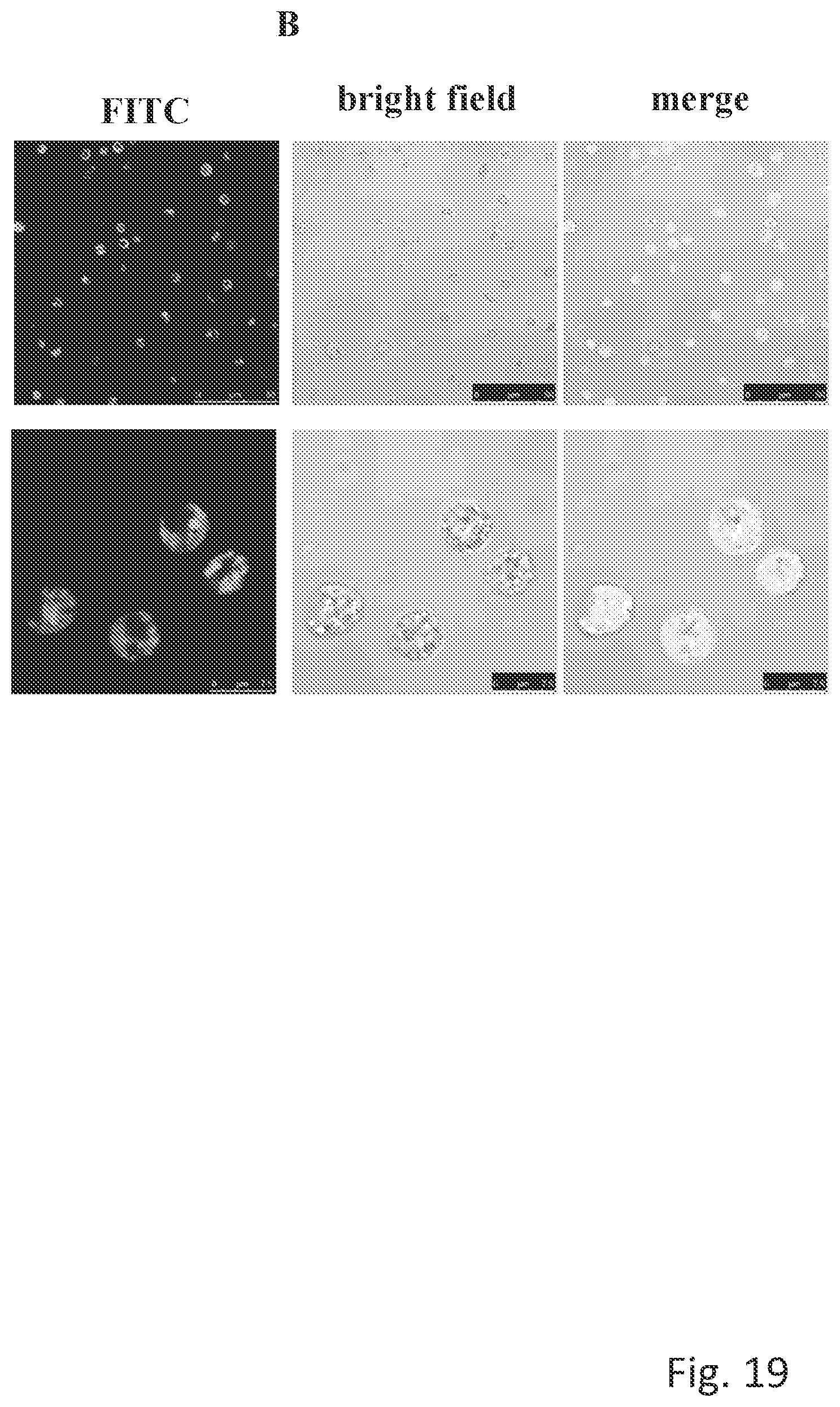 Patent US12304963 Figure 20 – Antibody complex and uses thereof