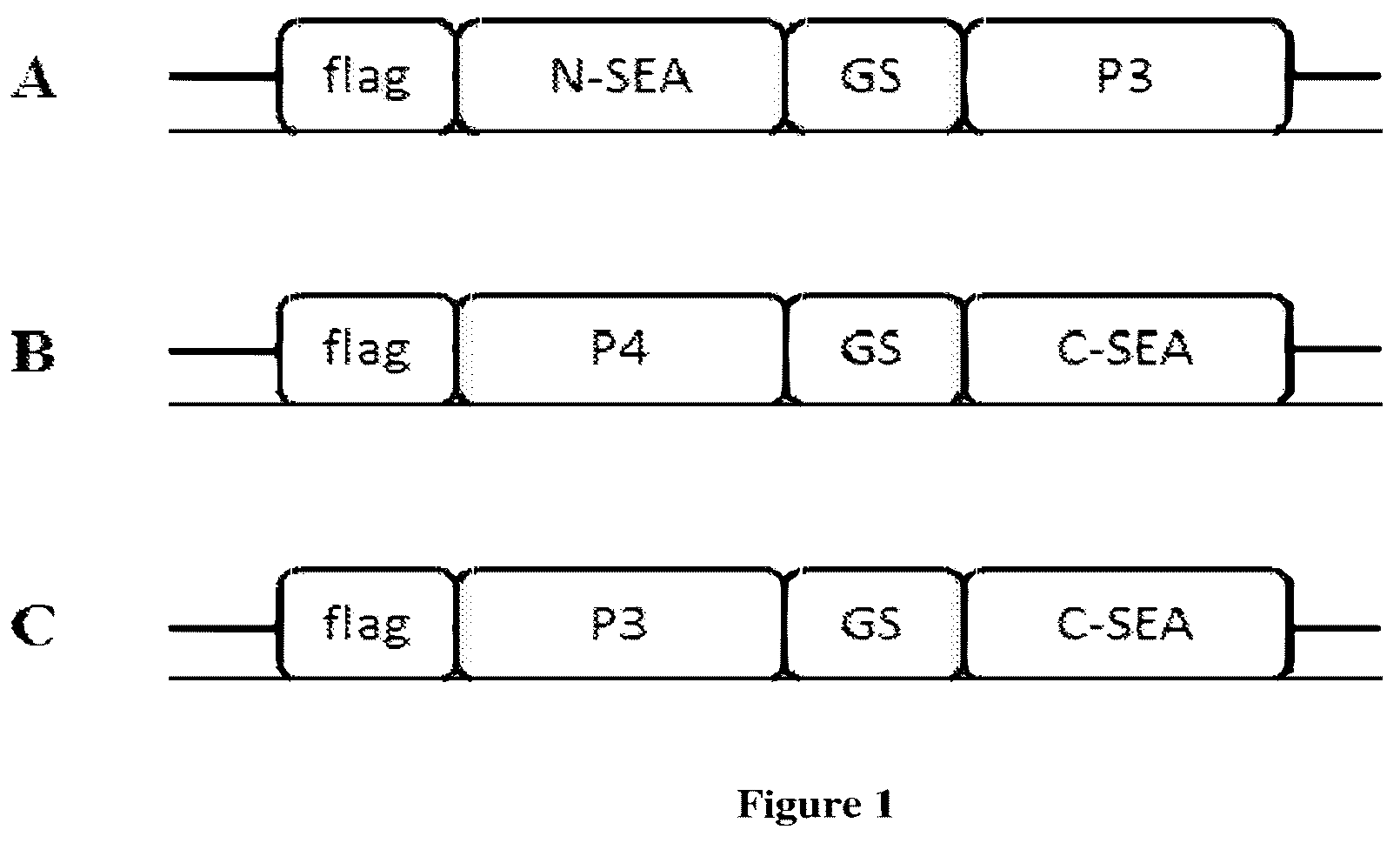 Patent US12304966 Figure 1 – Split superantigens and their use for immunotherapy