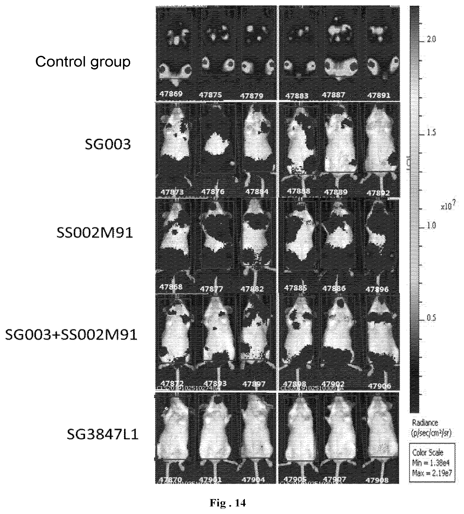 Patent US12304967 Figure 9 – Fusion protein and use thereof
