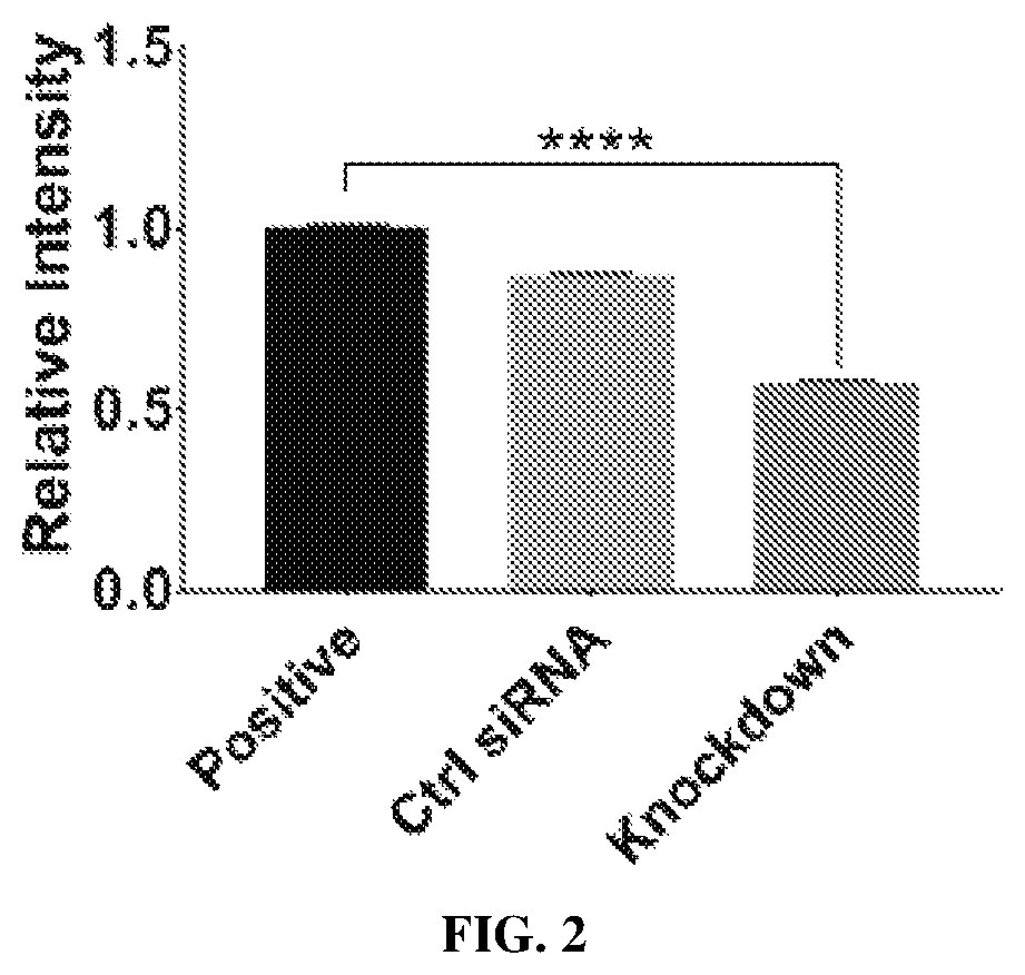 Patent US12304970 Figure 2 – Nuclear localization signals, compositions formed therefrom, and methods of use thereof for delivery of cargo to the nucleus