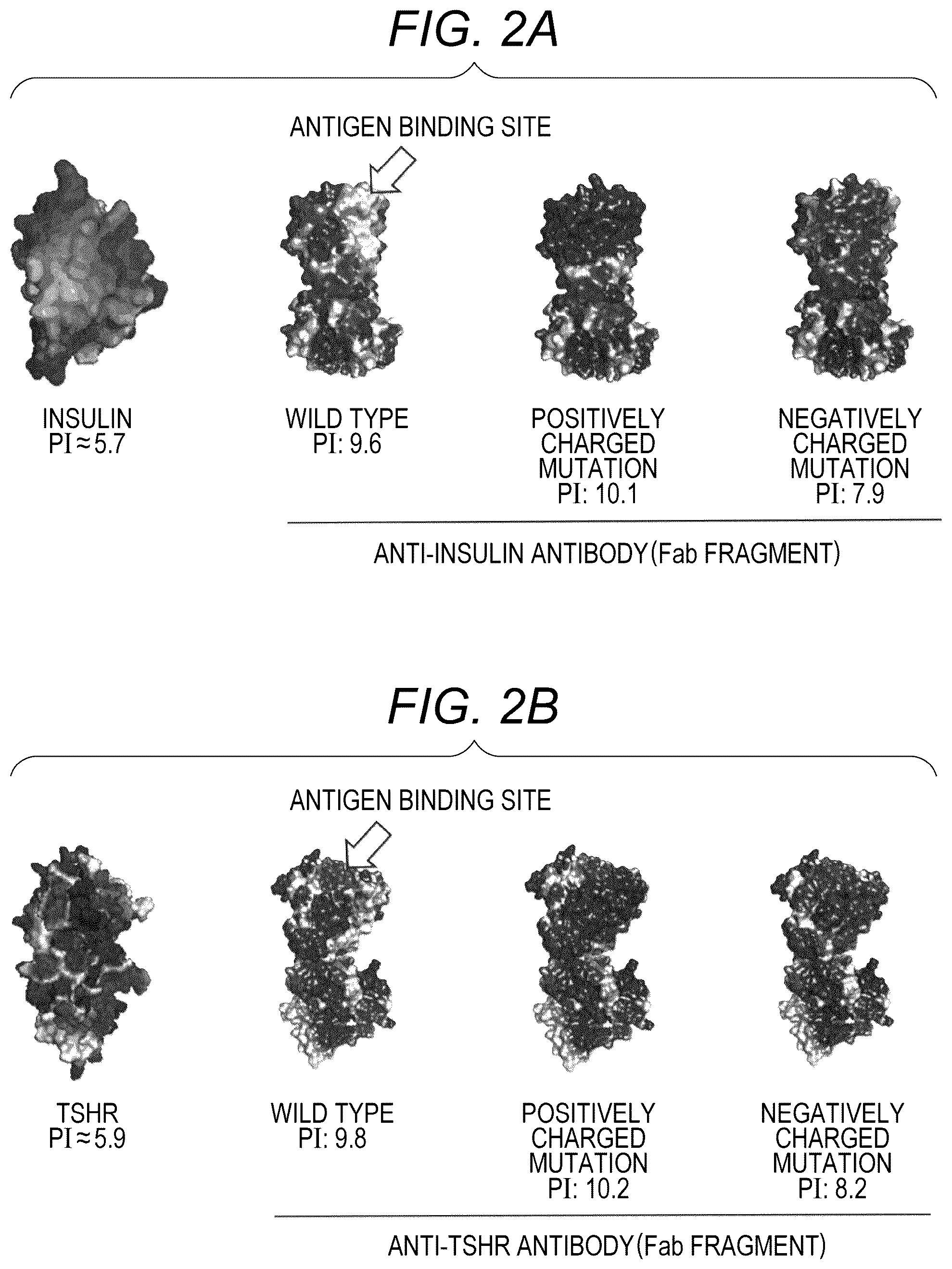 Patent US12304971 Figure 2 – Method for controlling affinity of antibody for antigen, antibody whose affinity for antigen has been altered, and its production method
