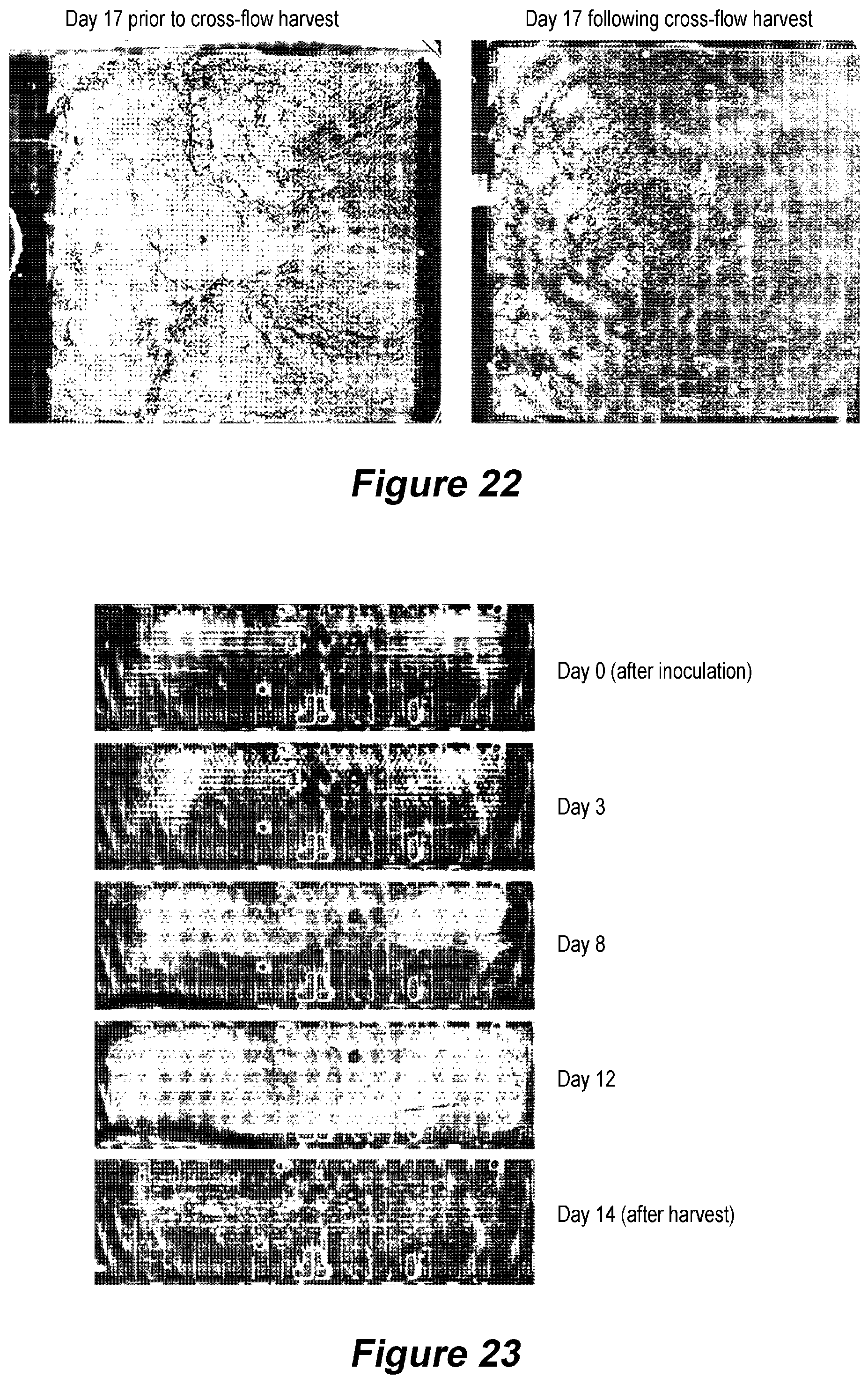 Patent US12305153 Figure 16 – Microfluidic device and method of use for cell culture