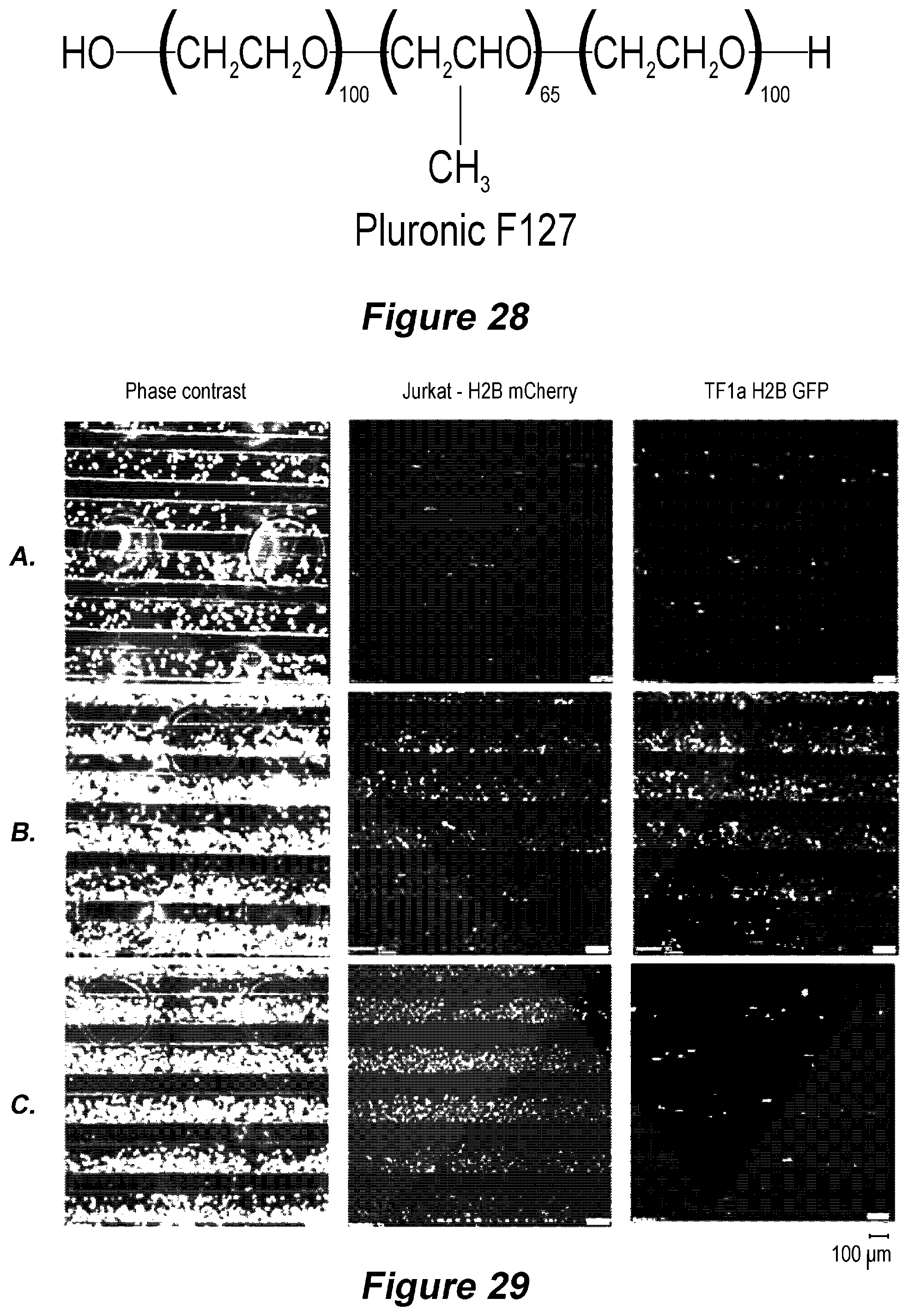 Patent US12305153 Figure 19 – Microfluidic device and method of use for cell culture