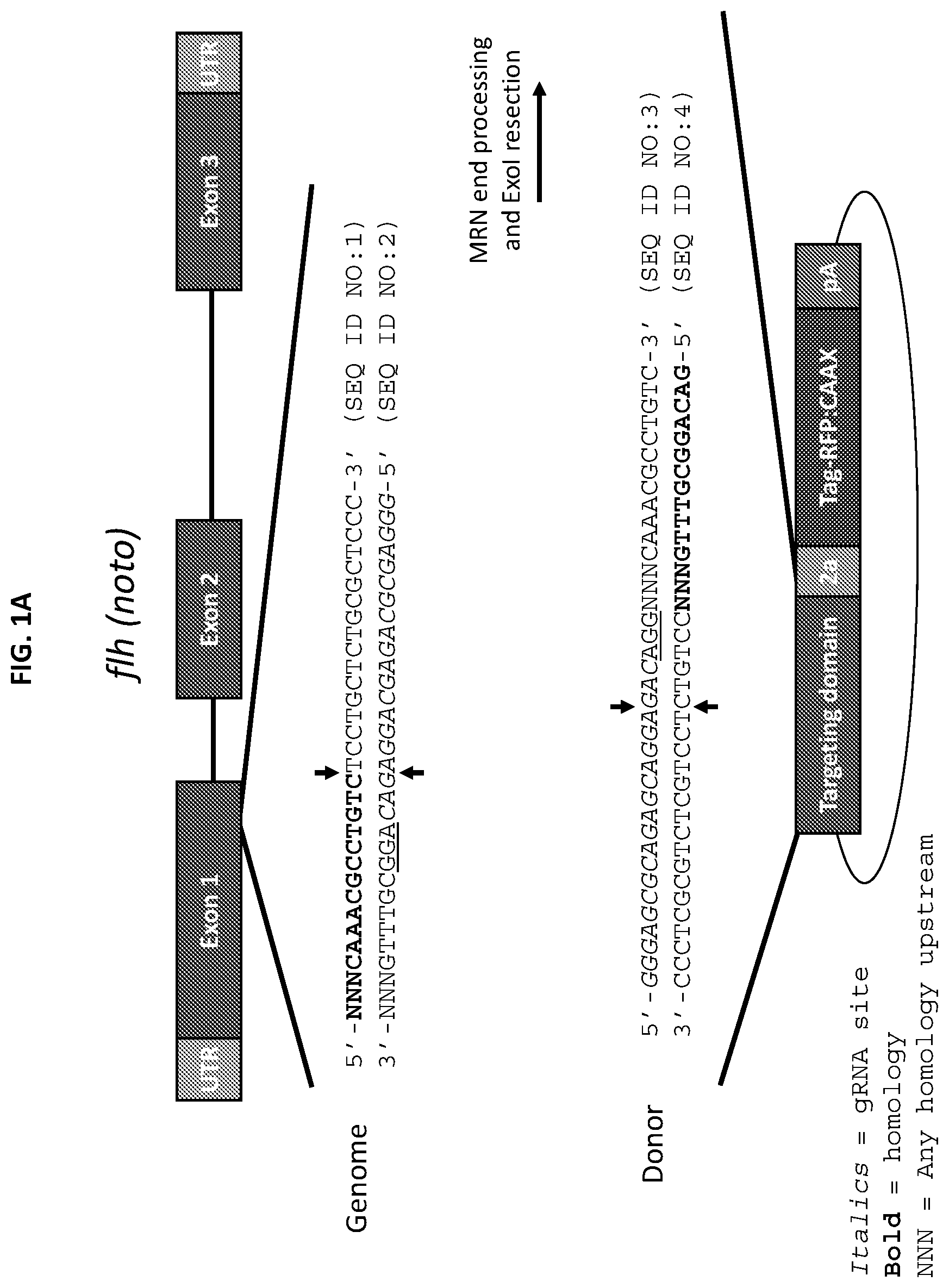 Patent US12305168 Figure 1 – Materials and methods for efficient targeted knock in or gene replacement