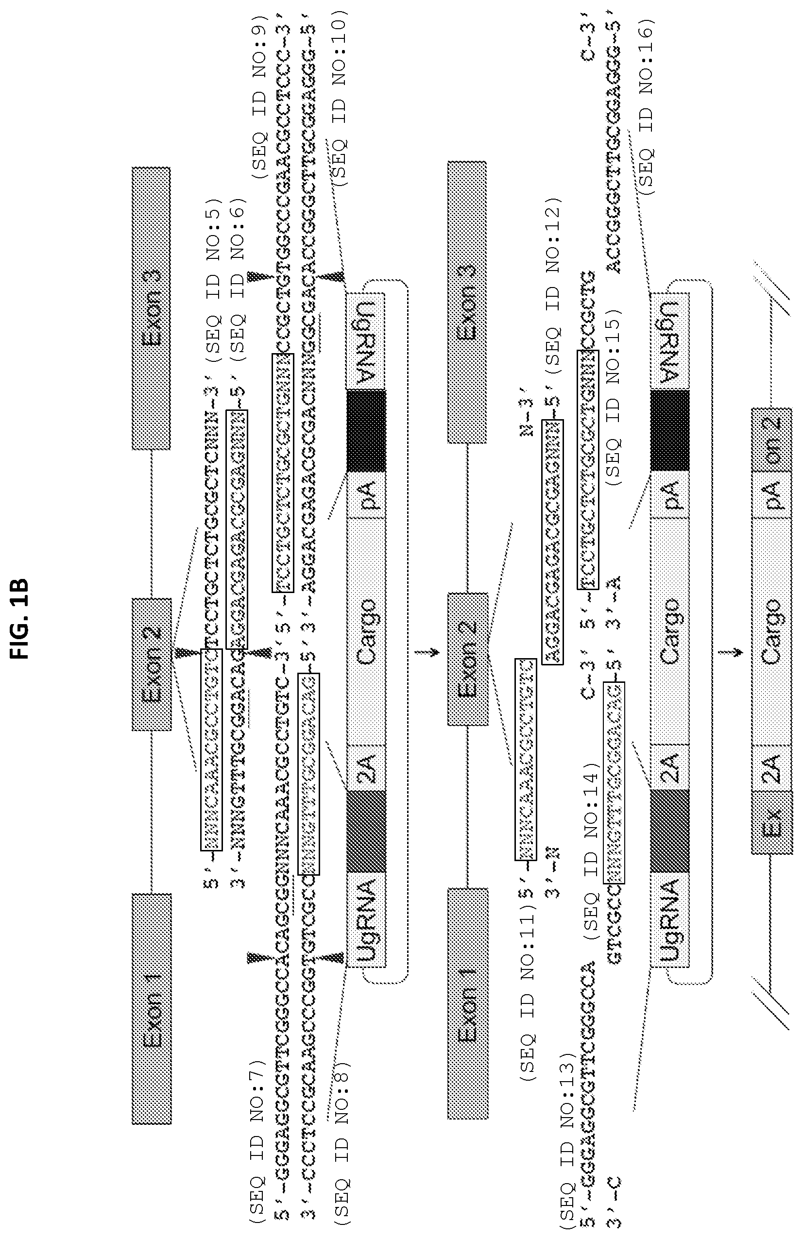 Patent US12305168 Figure 2 – Materials and methods for efficient targeted knock in or gene replacement