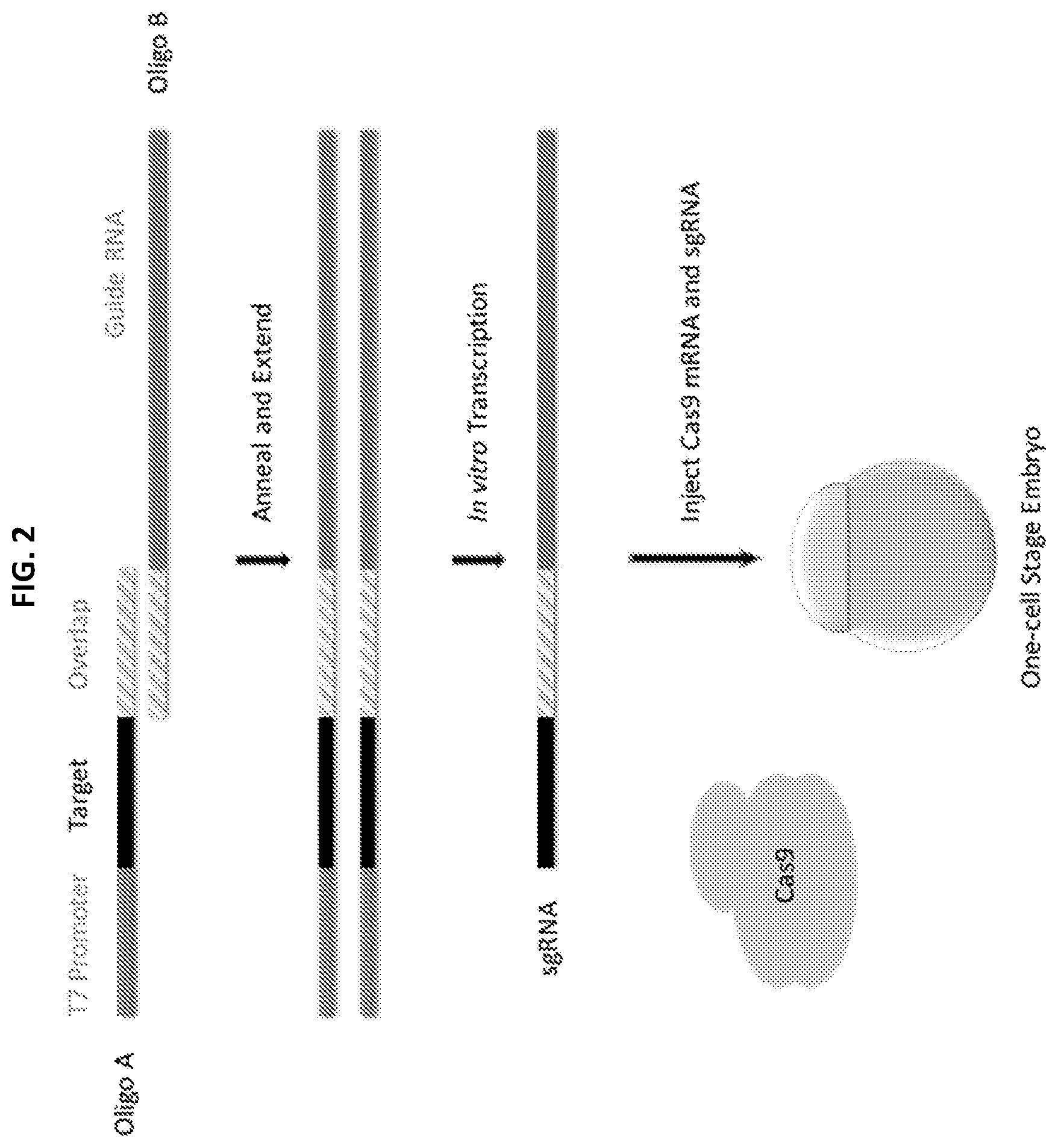 Patent US12305168 Figure 3 – Materials and methods for efficient targeted knock in or gene replacement