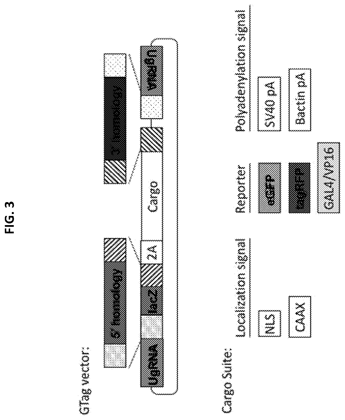 Patent US12305168 Figure 4 – Materials and methods for efficient targeted knock in or gene replacement