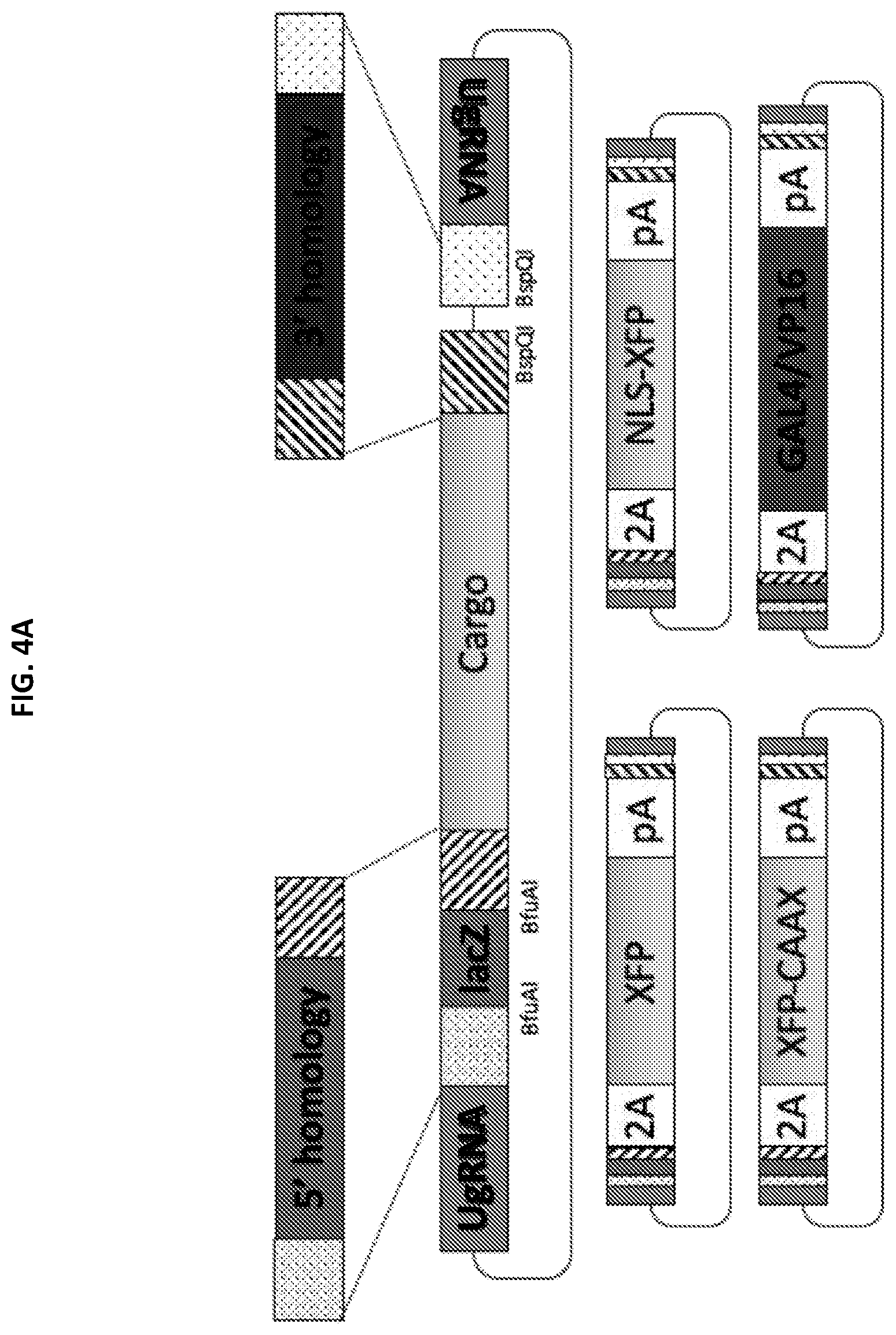 Patent US12305168 Figure 5 – Materials and methods for efficient targeted knock in or gene replacement