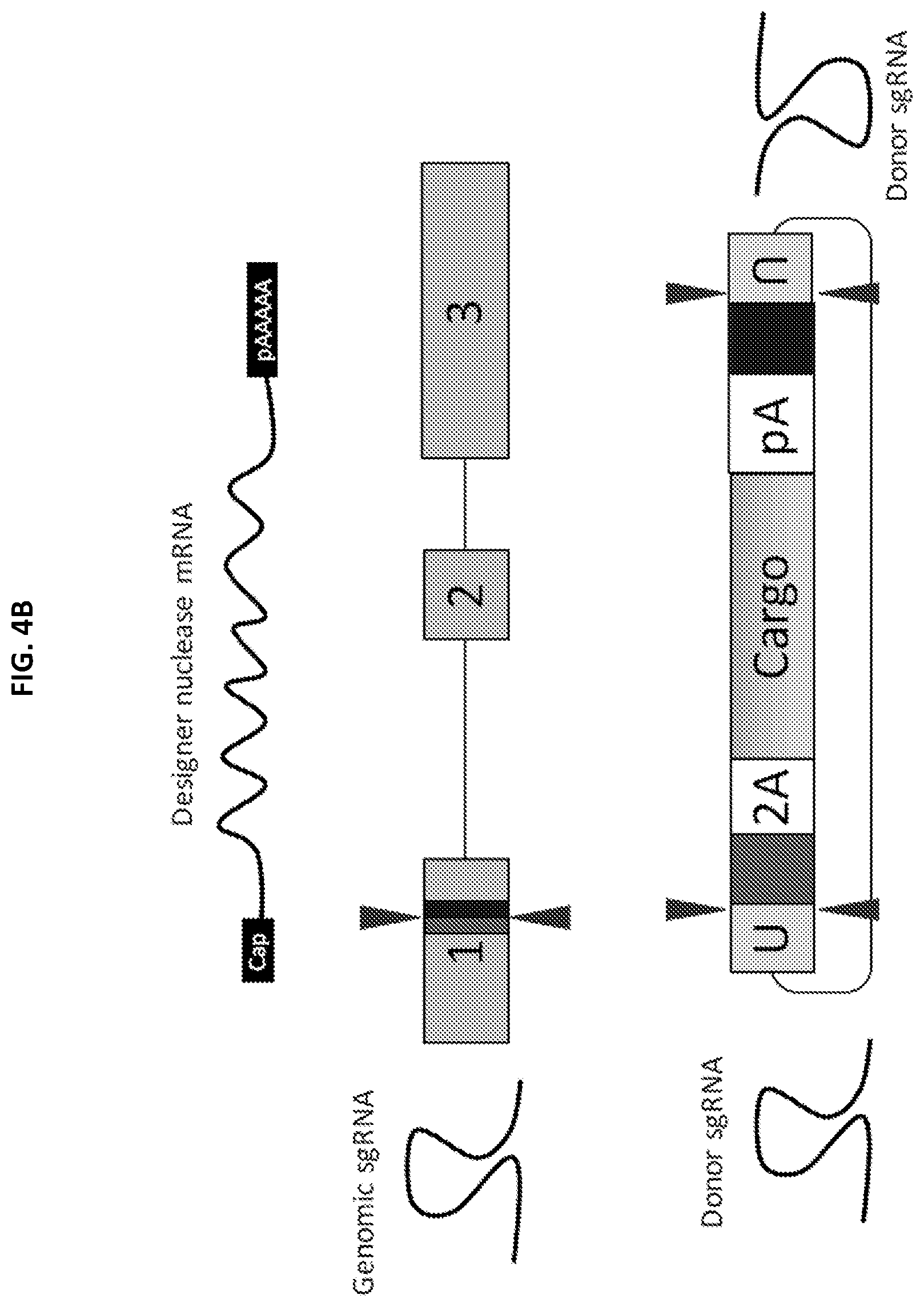 Patent US12305168 Figure 6 – Materials and methods for efficient targeted knock in or gene replacement