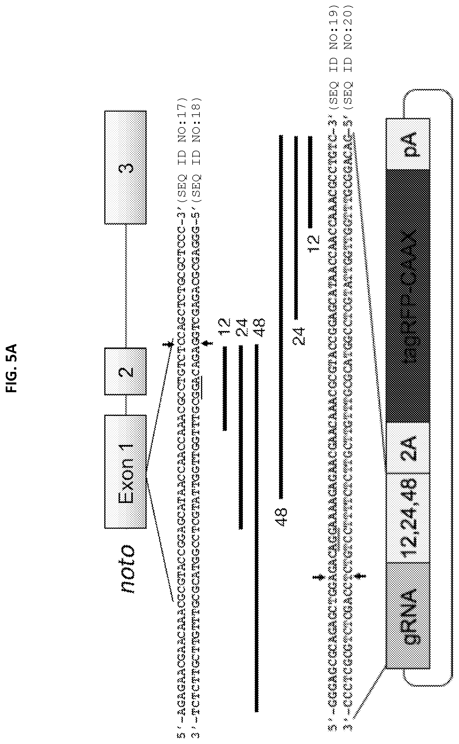 Patent US12305168 Figure 7 – Materials and methods for efficient targeted knock in or gene replacement