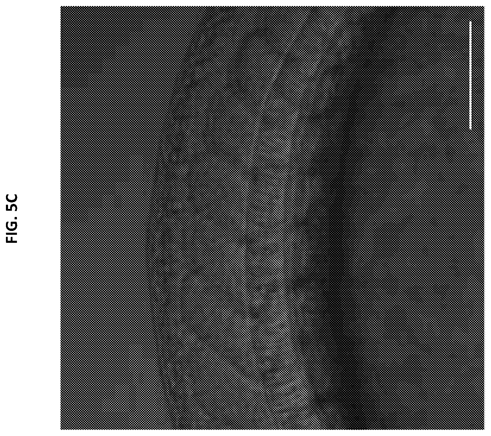 Patent US12305168 Figure 9 – Materials and methods for efficient targeted knock in or gene replacement