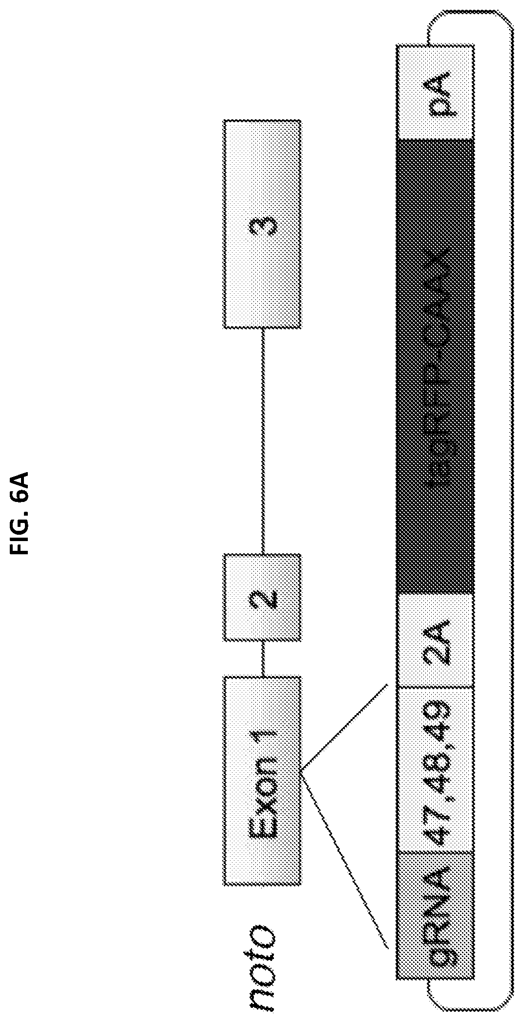 Patent US12305168 Figure 11 – Materials and methods for efficient targeted knock in or gene replacement