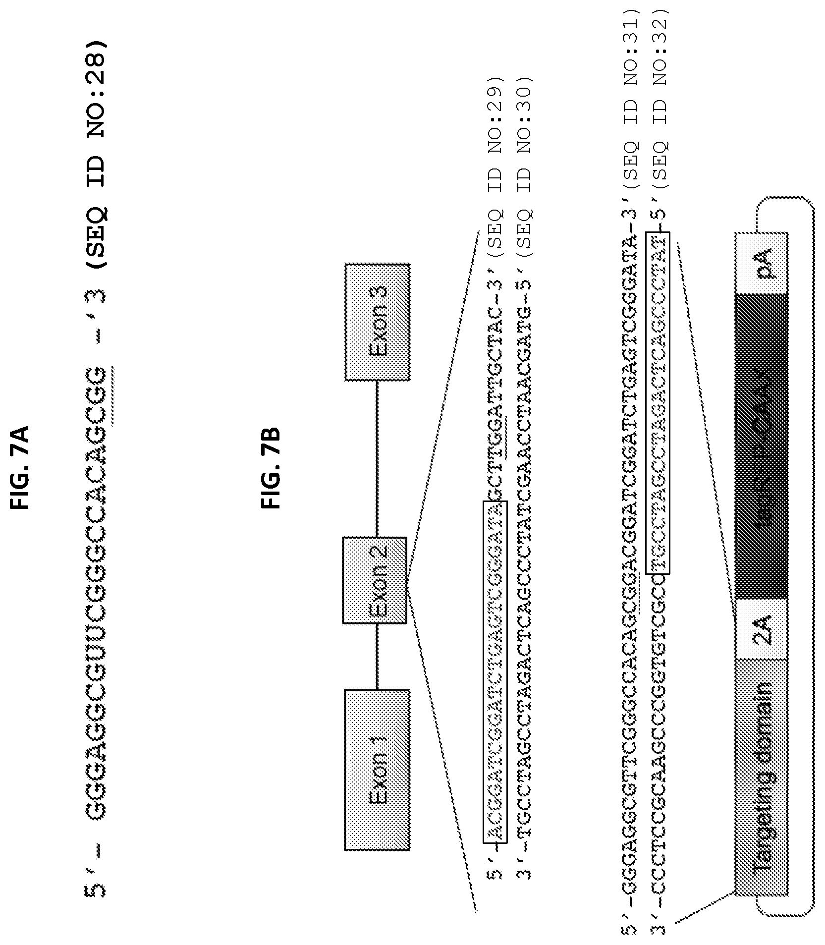 Patent US12305168 Figure 13 – Materials and methods for efficient targeted knock in or gene replacement