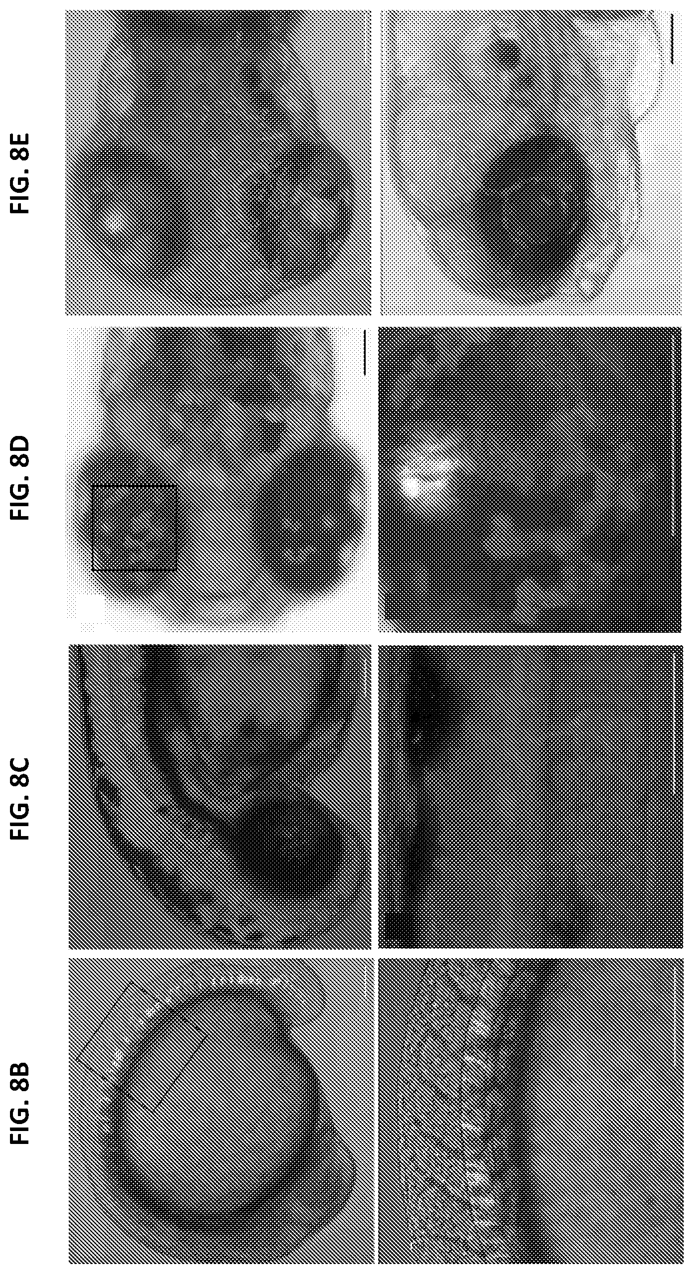 Patent US12305168 Figure 16 – Materials and methods for efficient targeted knock in or gene replacement