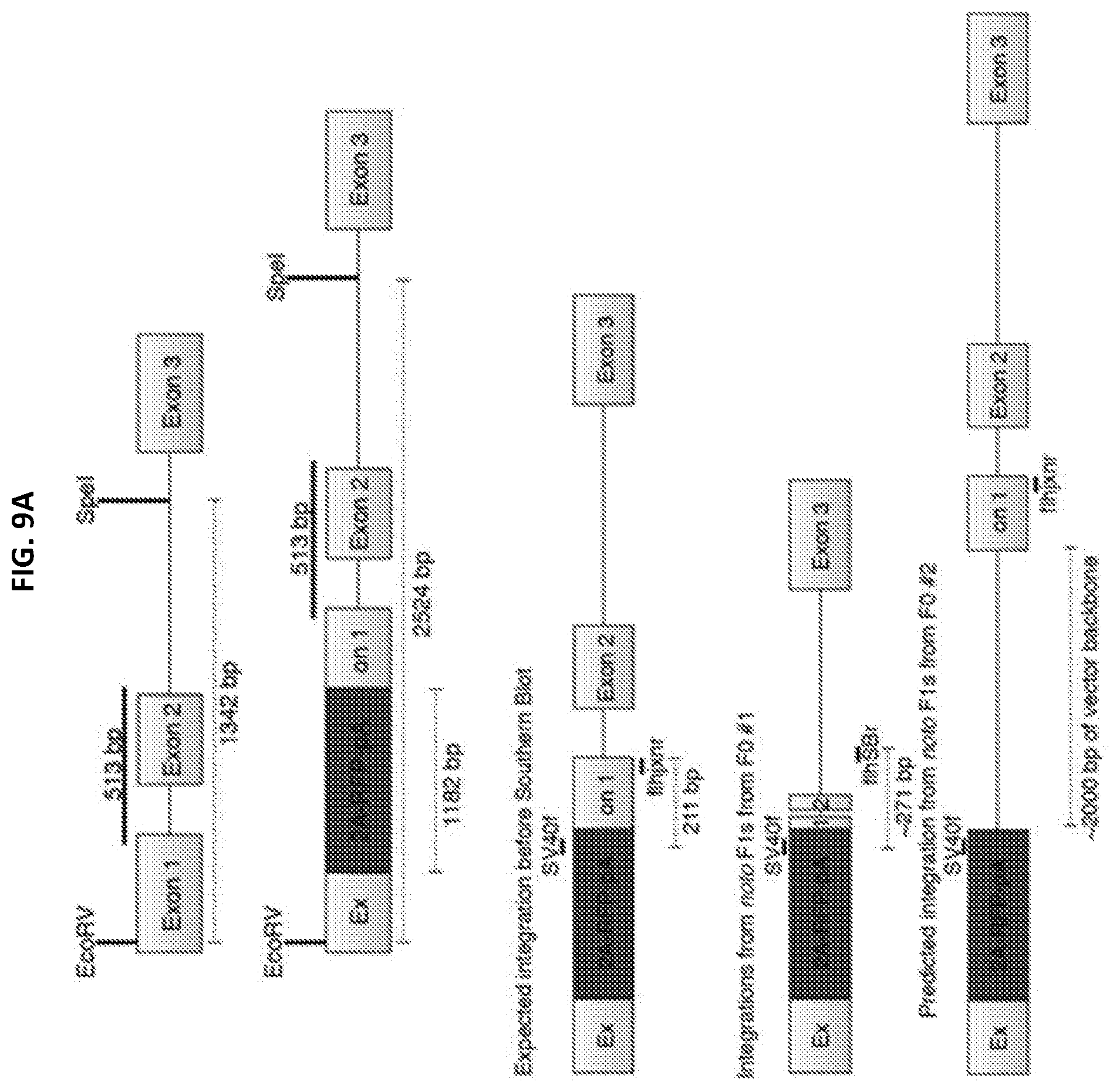 Patent US12305168 Figure 17 – Materials and methods for efficient targeted knock in or gene replacement