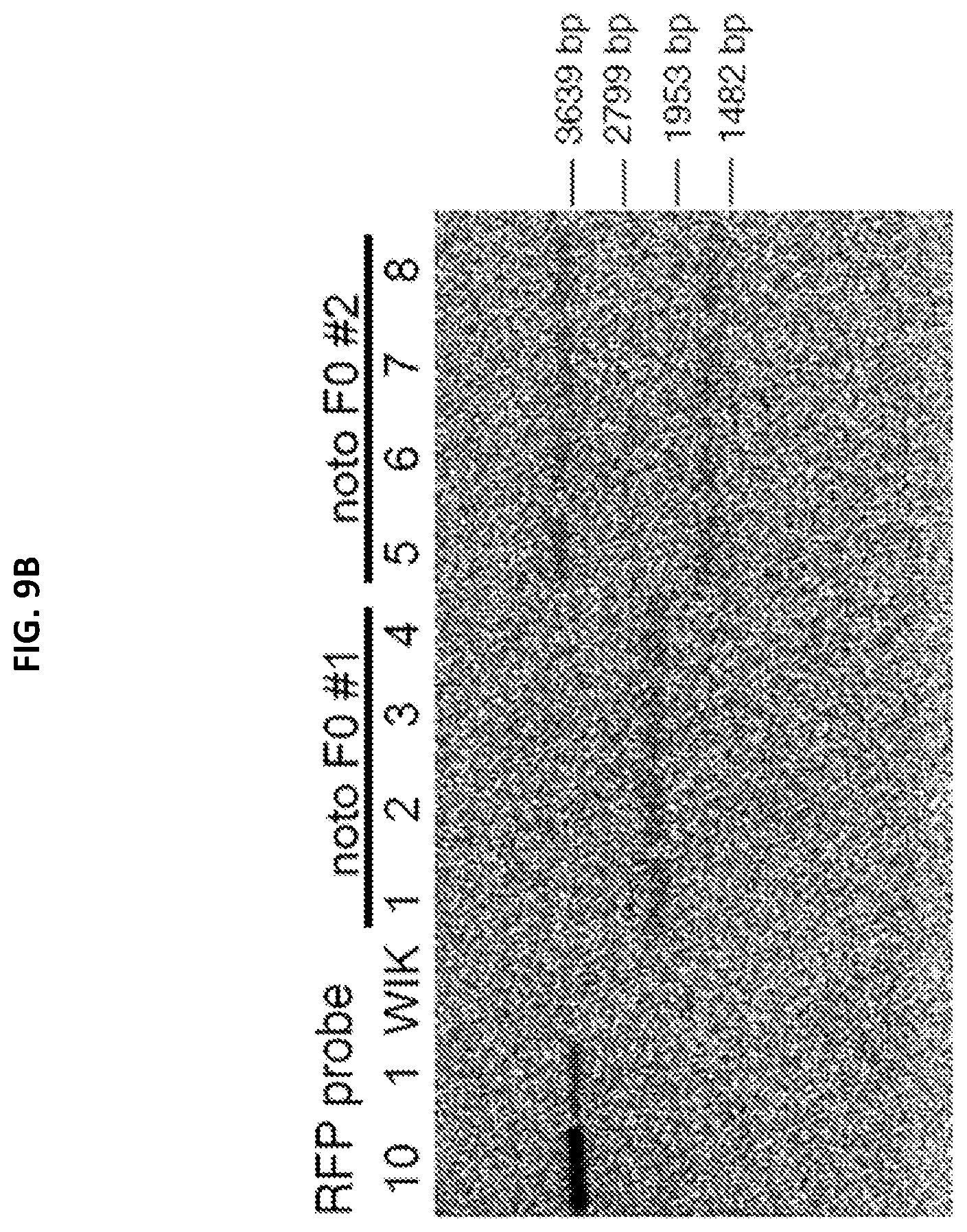 Patent US12305168 Figure 18 – Materials and methods for efficient targeted knock in or gene replacement