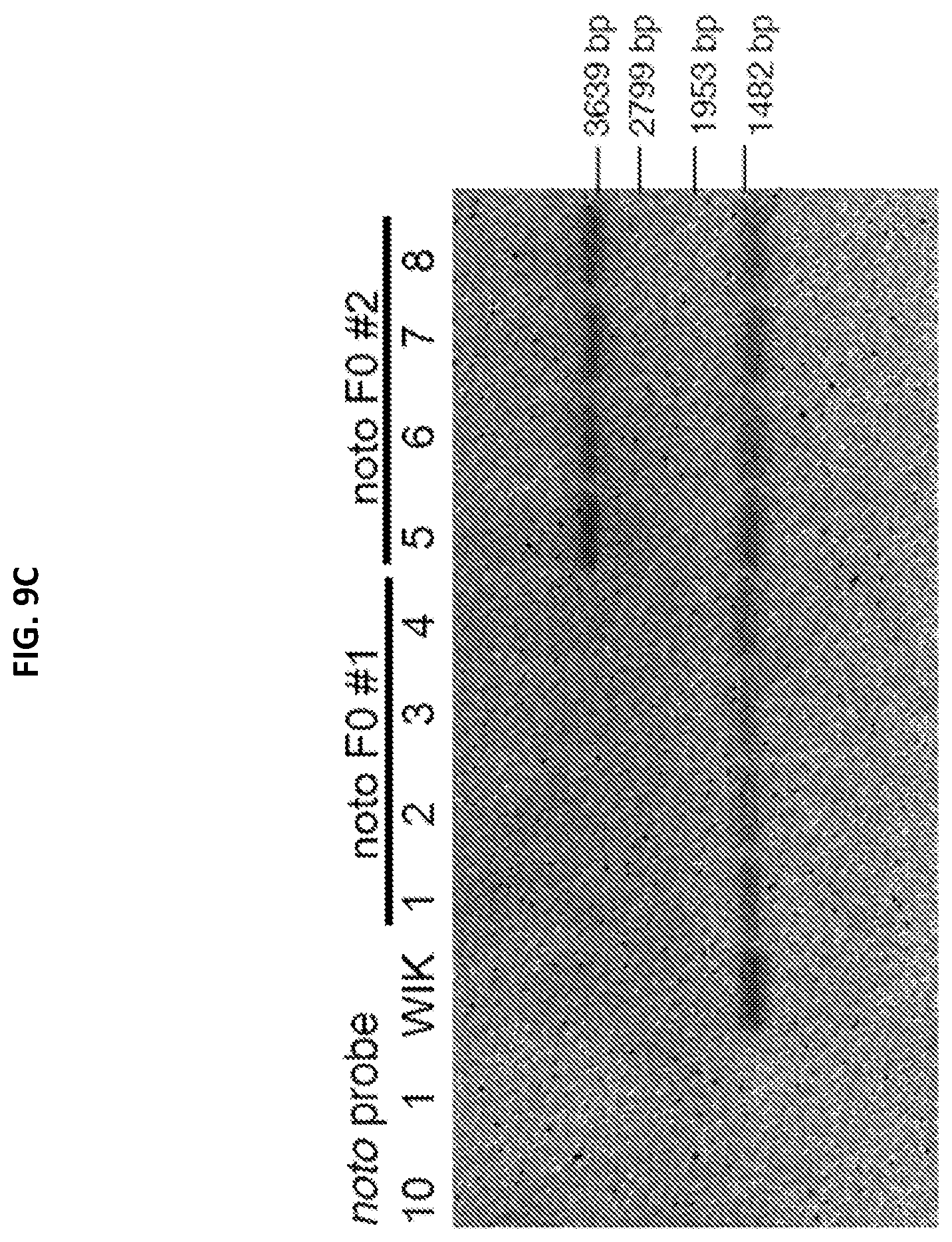 Patent US12305168 Figure 19 – Materials and methods for efficient targeted knock in or gene replacement