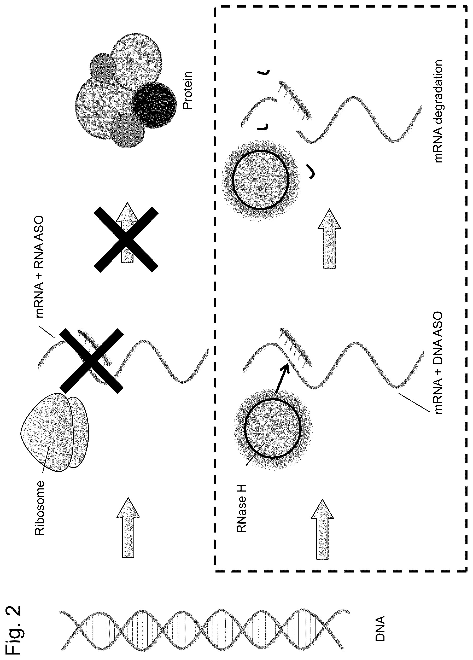 Patent US12305169 Figure 2 – BBB-crossing lipid ligand of hetero nucleic acid
