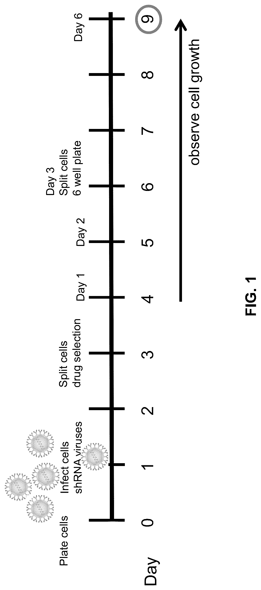 Patent US12305171 Figure 1 – Compositions and methods for treating cancer