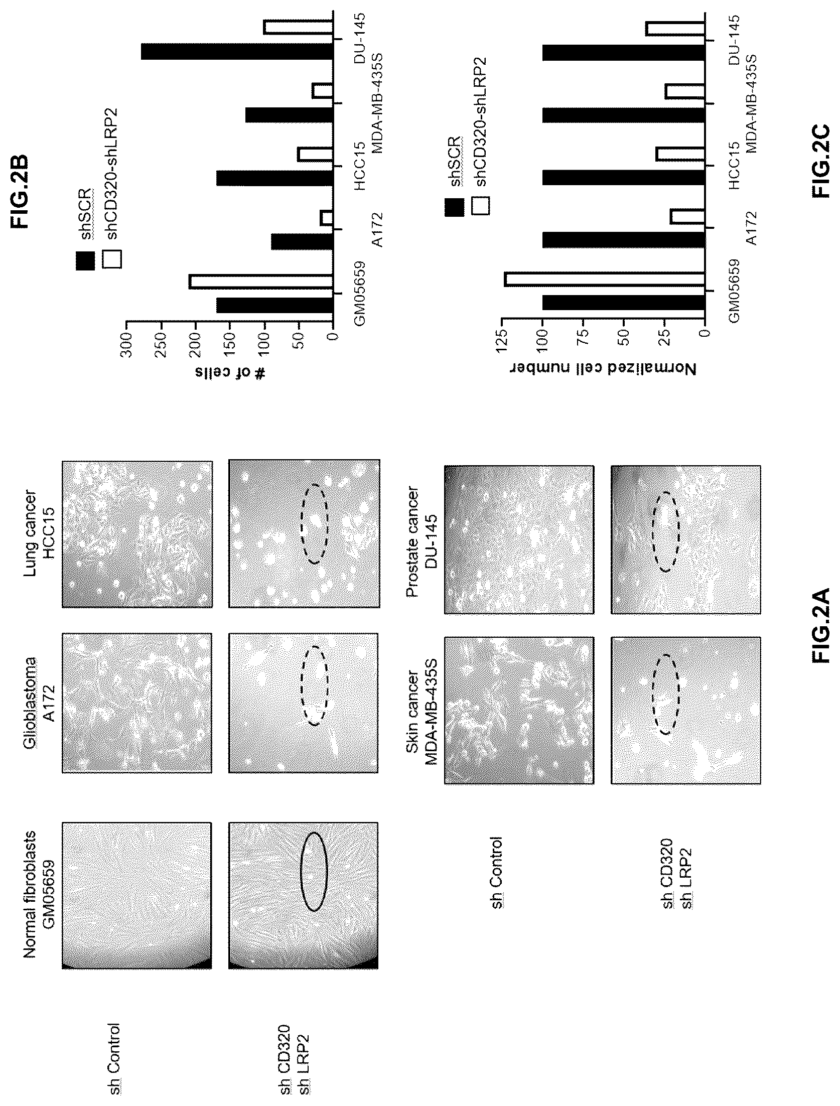 Patent US12305171 Figure 2 – Compositions and methods for treating cancer