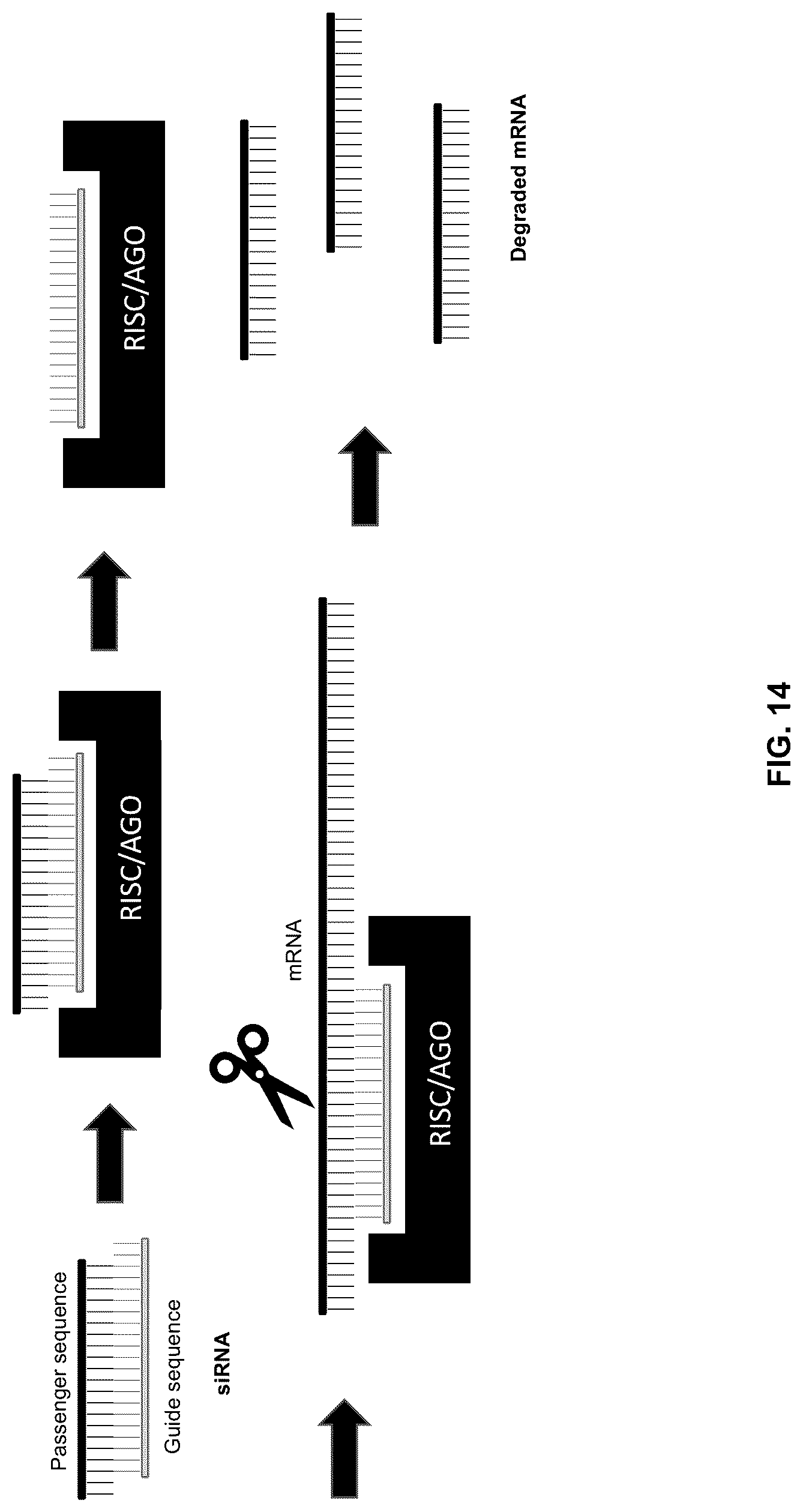 Patent US12305171 Figure 14 – Compositions and methods for treating cancer