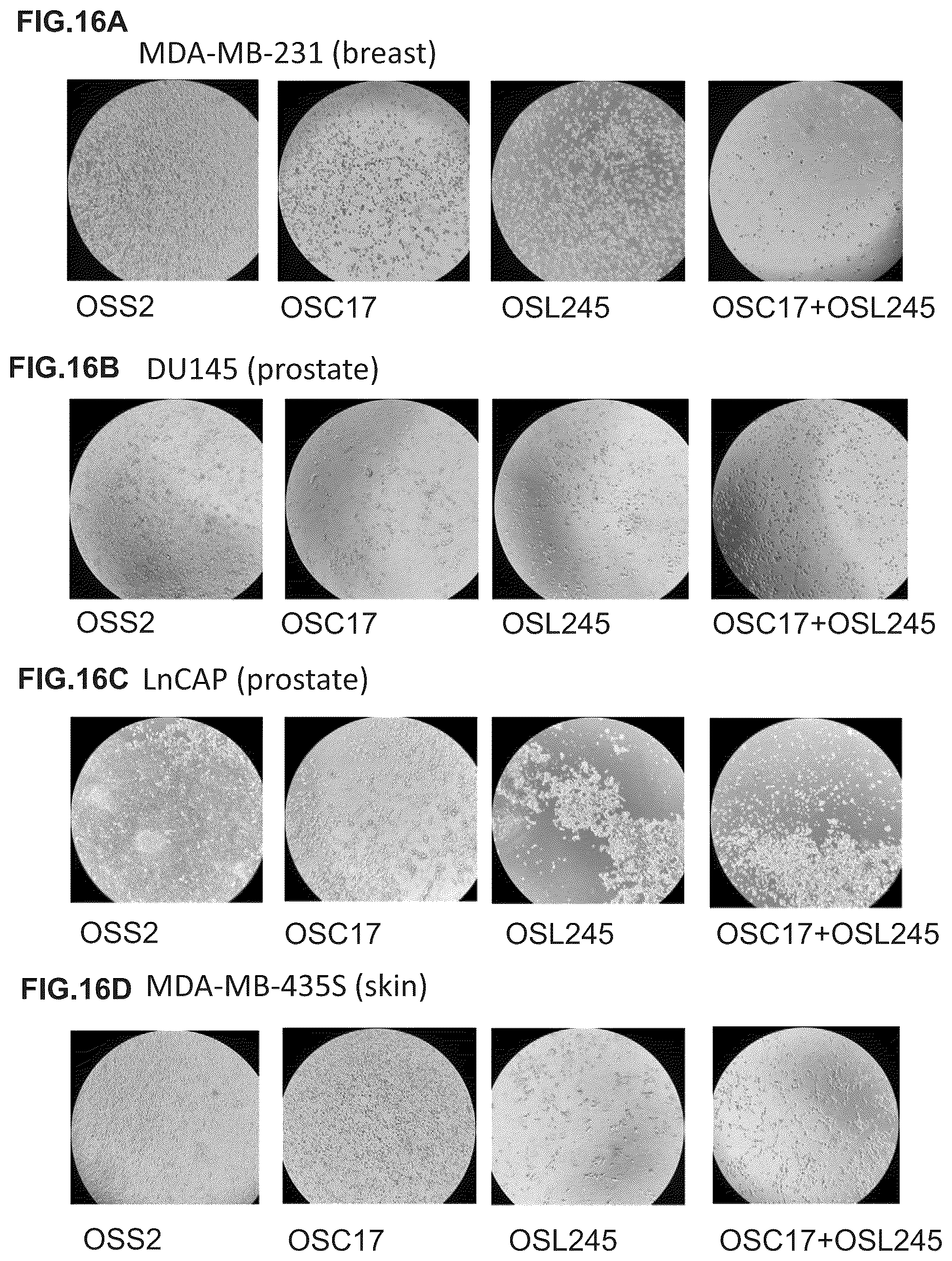 Patent US12305171 Figure 16 – Compositions and methods for treating cancer