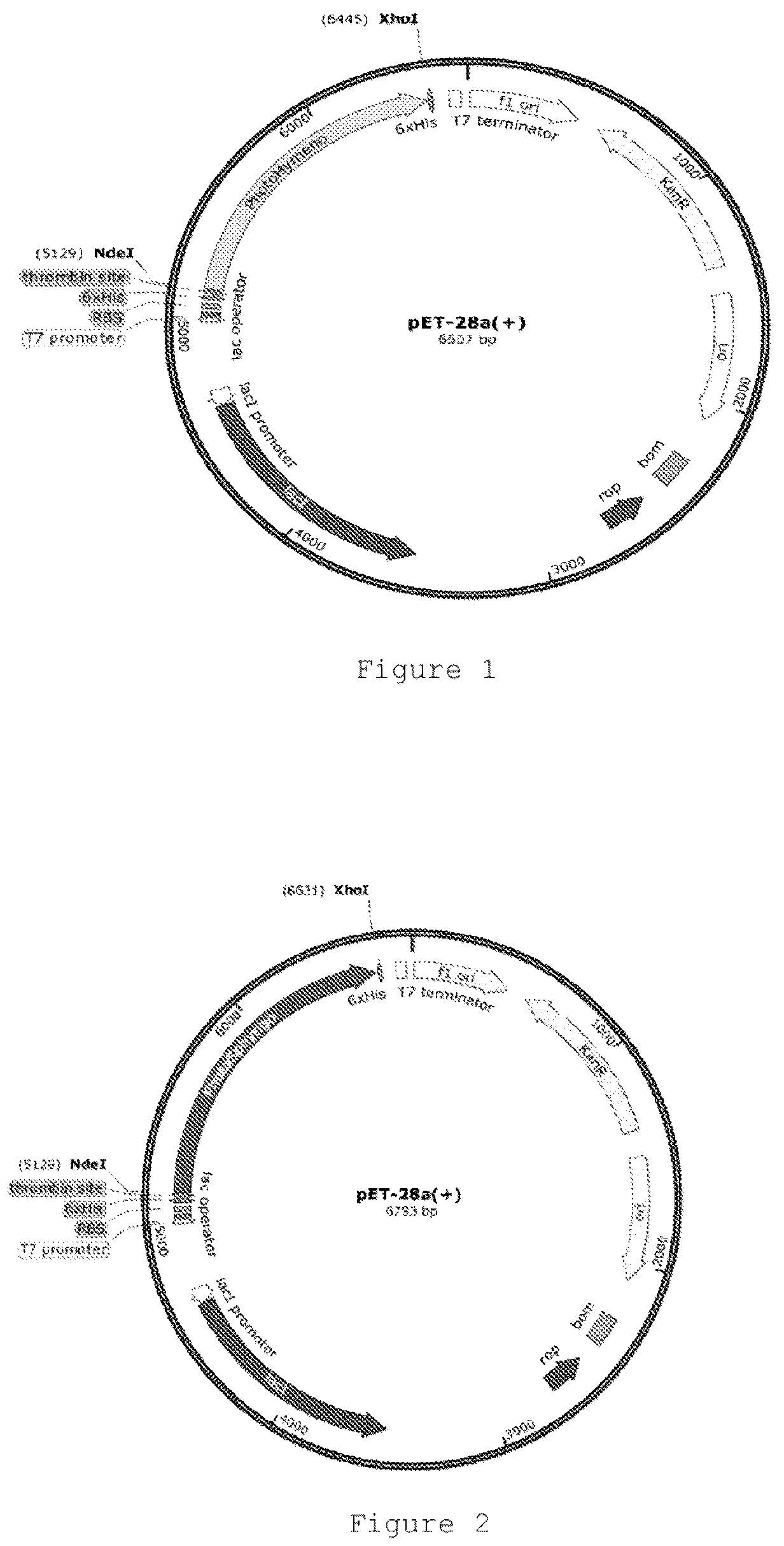 Patent US12305174 Figure 1 – Genetically modified bacteria producing three DNA repair enzymes and method for the evaluation of DNA repair activity