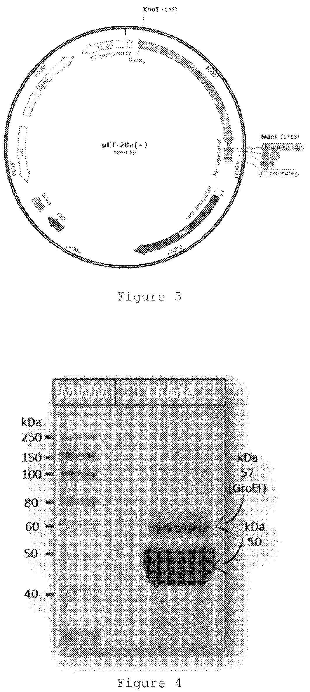 Patent US12305174 Figure 2 – Genetically modified bacteria producing three DNA repair enzymes and method for the evaluation of DNA repair activity