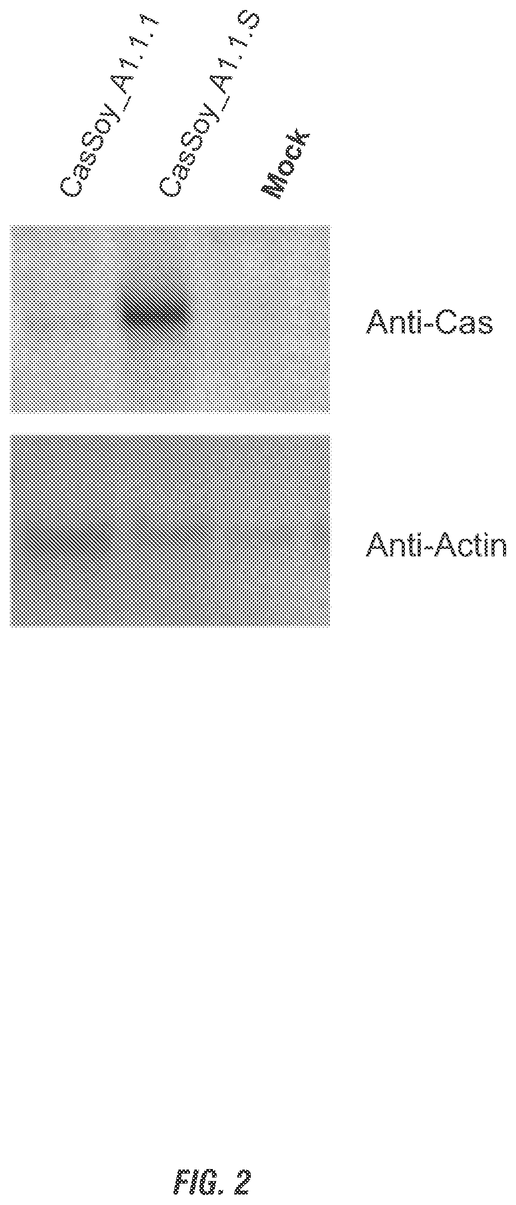 Patent US12305176 Figure 2 – Polynucleotides for expression of RNA-guided nucleases and DNA binding proteins in soybean