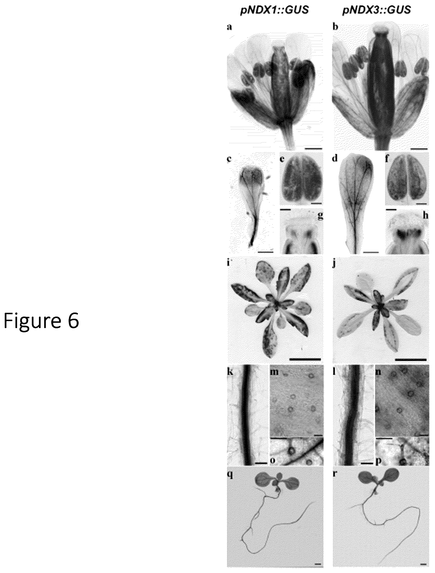 Patent US12305177 Figure 10 – Methods and platforms for sustainable high yield terpenoid production
