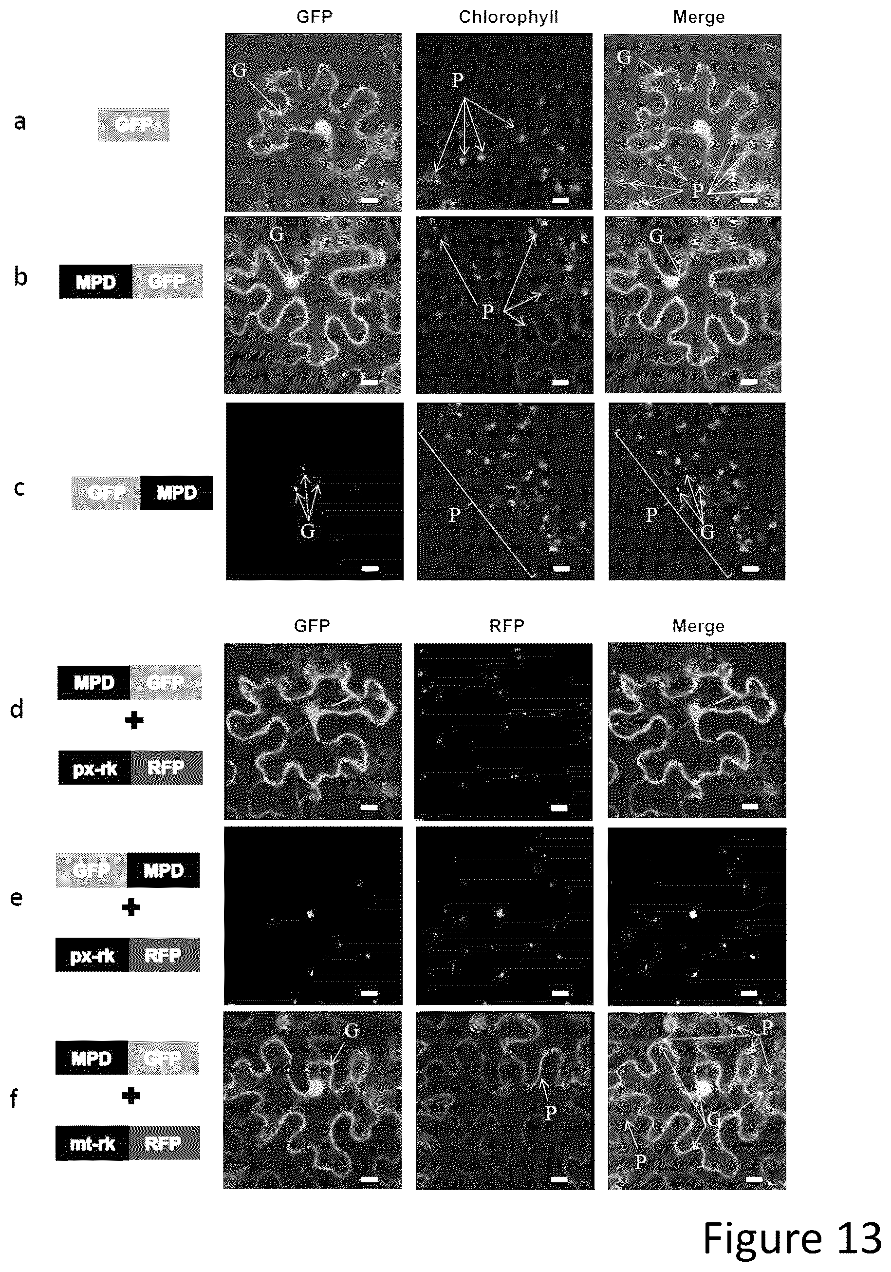 Patent US12305177 Figure 17 – Methods and platforms for sustainable high yield terpenoid production