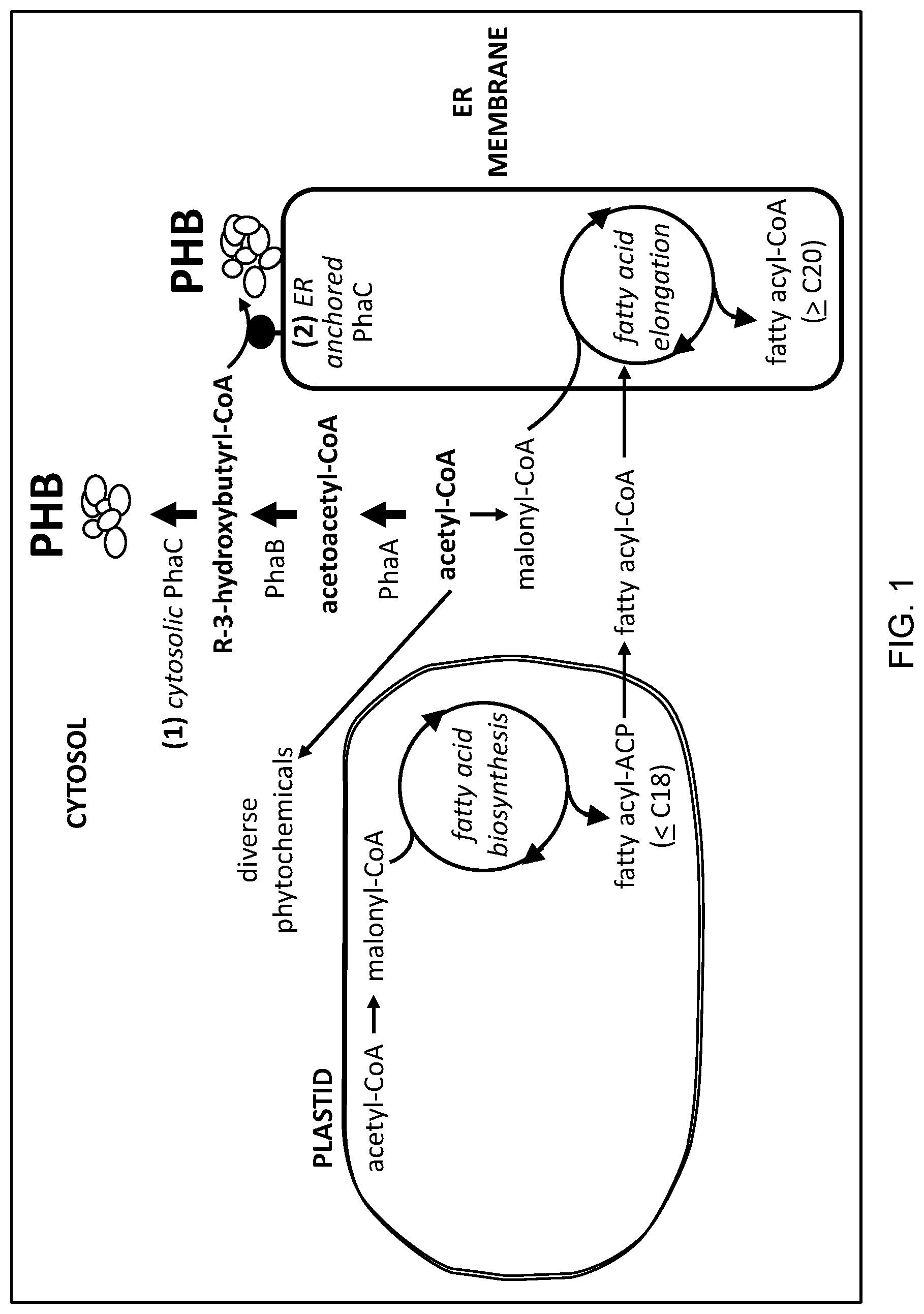 Patent US12305179 Figure 1 – Transgenic land plants that express a polyhydroxyalkanoate synthase seed specifically with cytosolic localization
