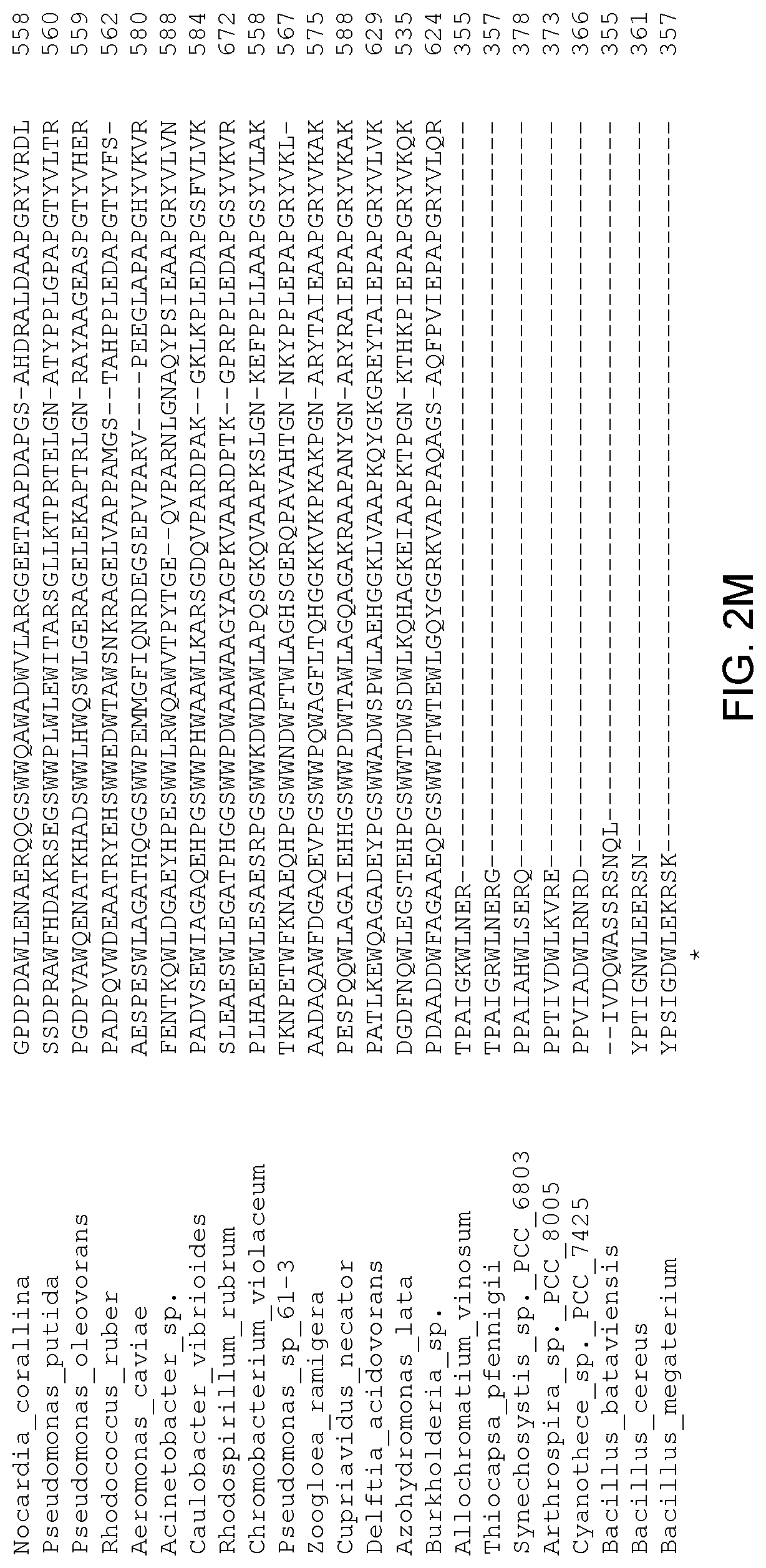 Patent US12305179 Figure 14 – Transgenic land plants that express a polyhydroxyalkanoate synthase seed specifically with cytosolic localization