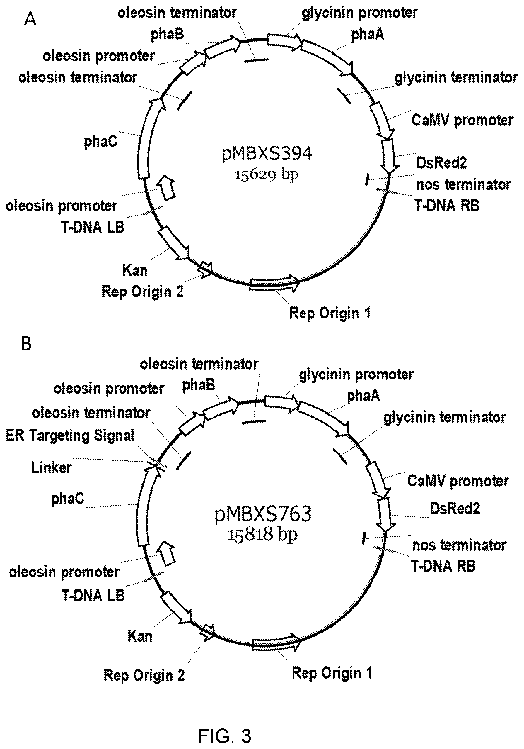 Patent US12305179 Figure 16 – Transgenic land plants that express a polyhydroxyalkanoate synthase seed specifically with cytosolic localization