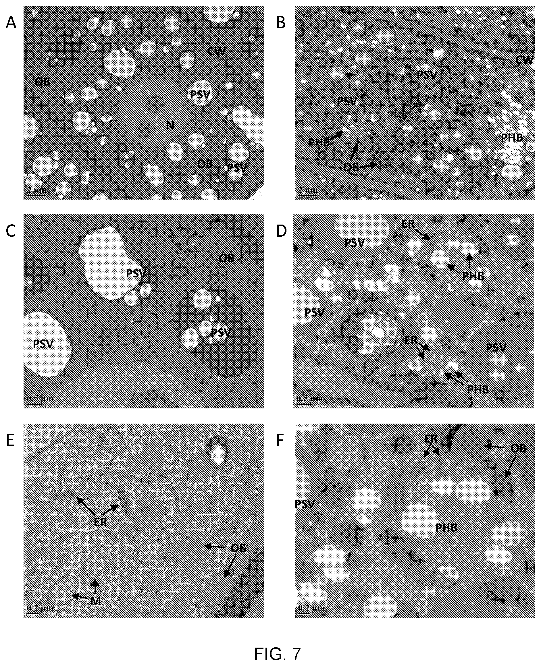 Patent US12305179 Figure 20 – Transgenic land plants that express a polyhydroxyalkanoate synthase seed specifically with cytosolic localization