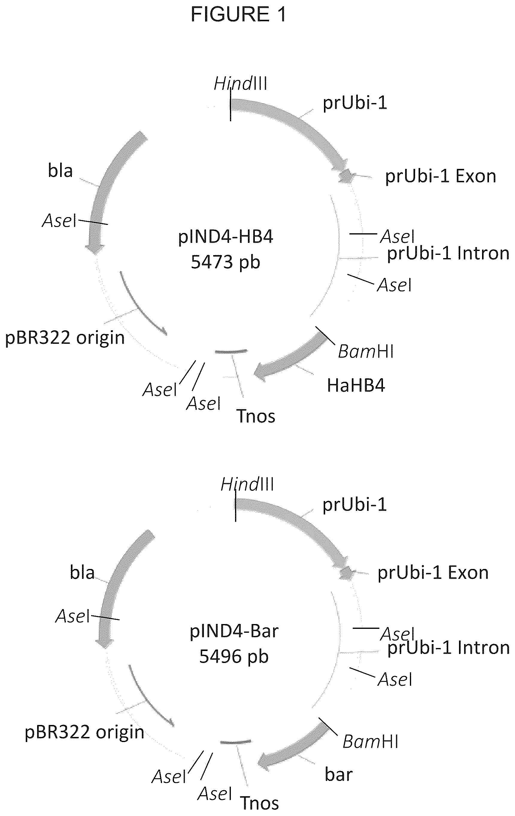 Patent US12305180 Figure 1 – Wheat transgenic event IND-øø412-7
